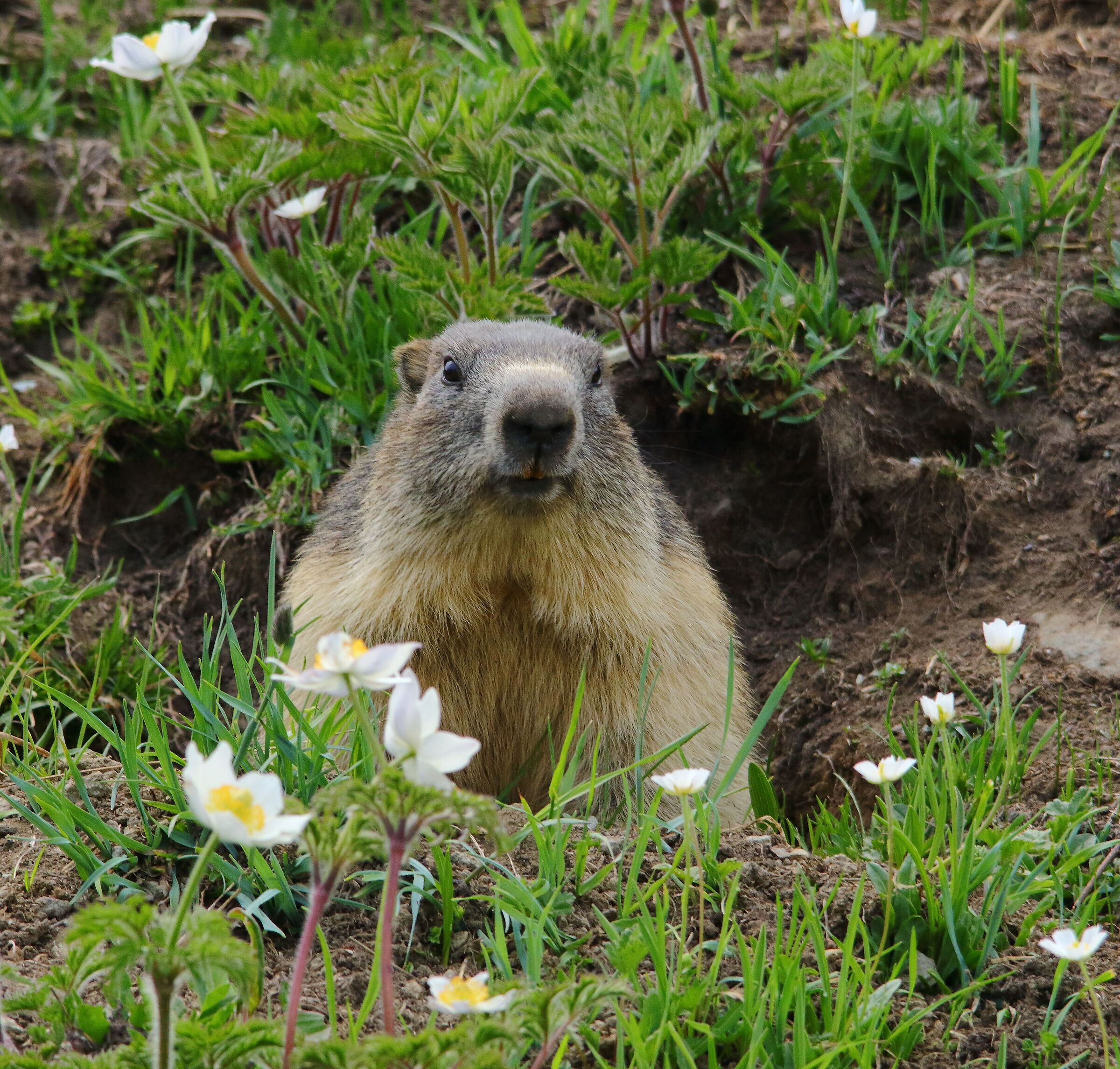 Cute Marmot