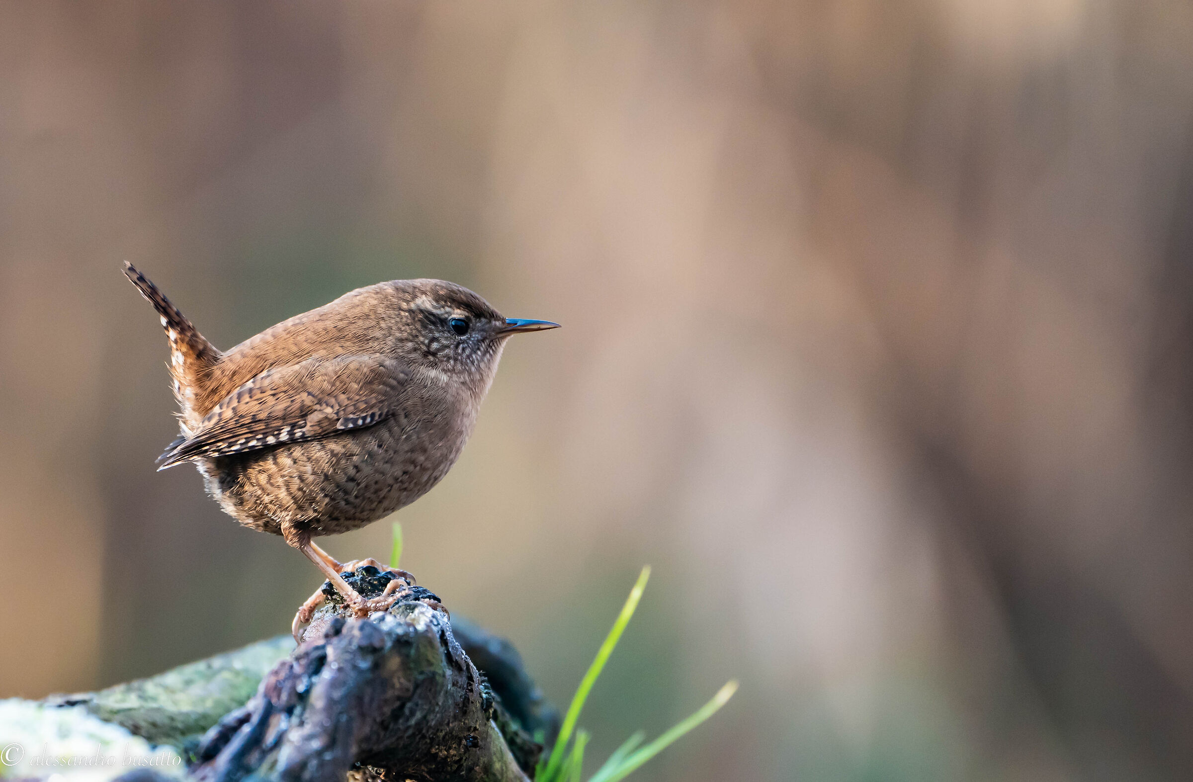 Wren