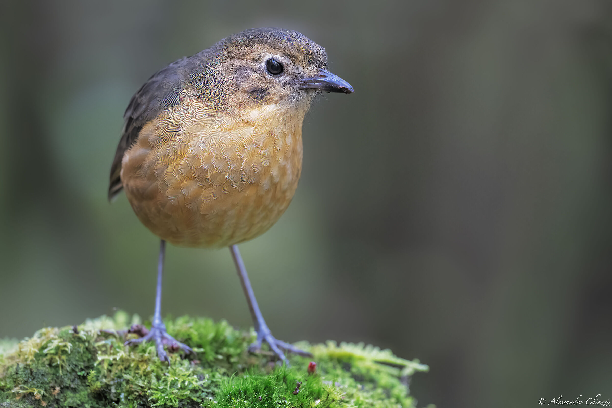 Pitta tawny anteater
