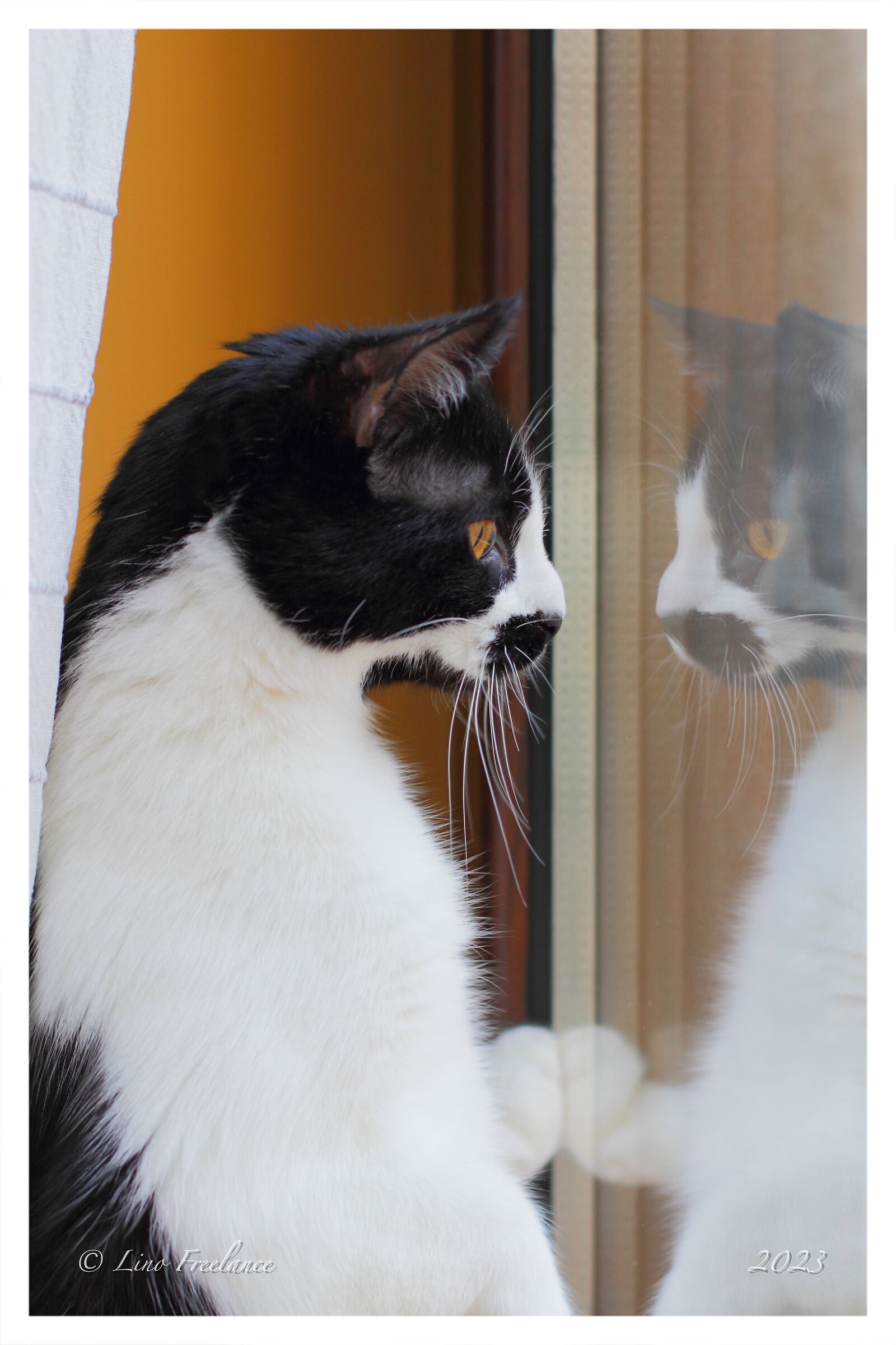 Aspetto la befana alla finestra.