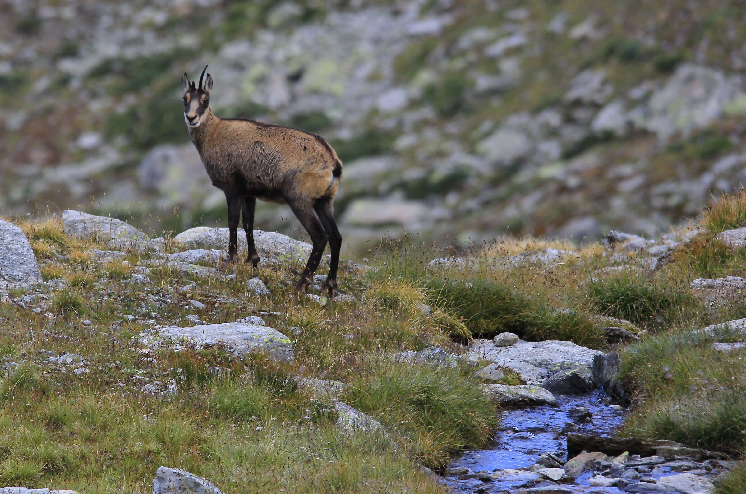 Curious chamois