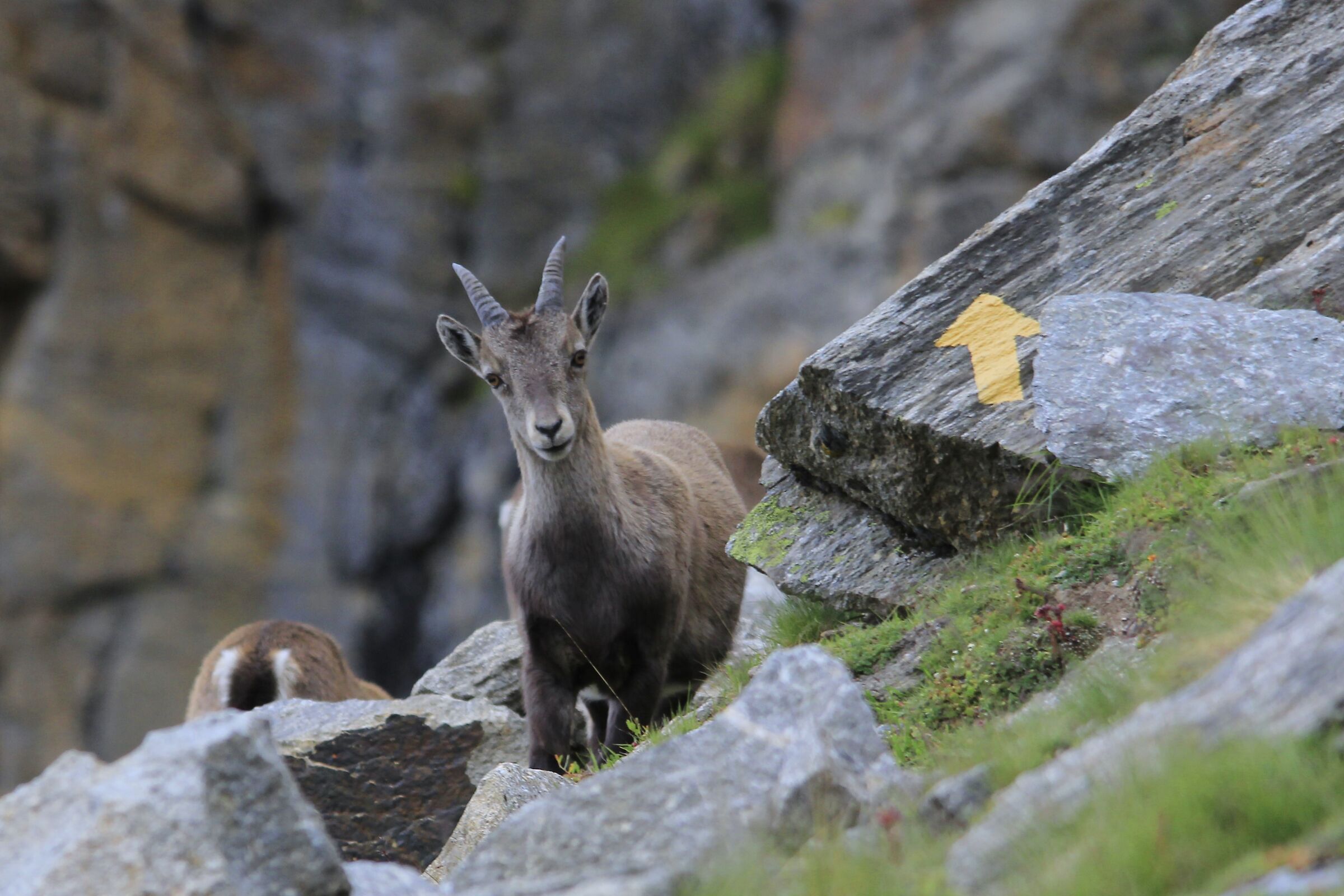 Yes, I want to photograph you