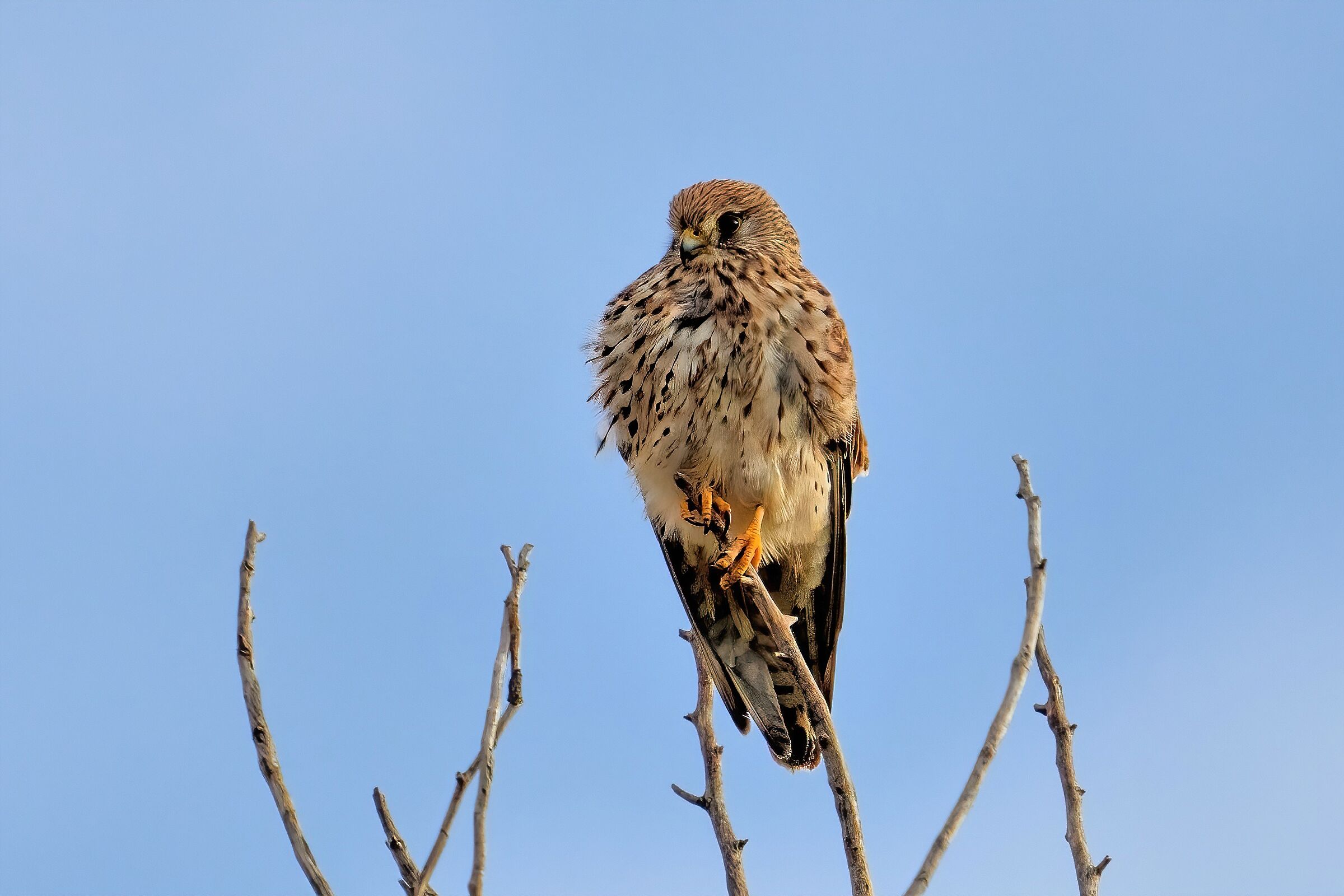 Kestrel (Falco tinnunculus)