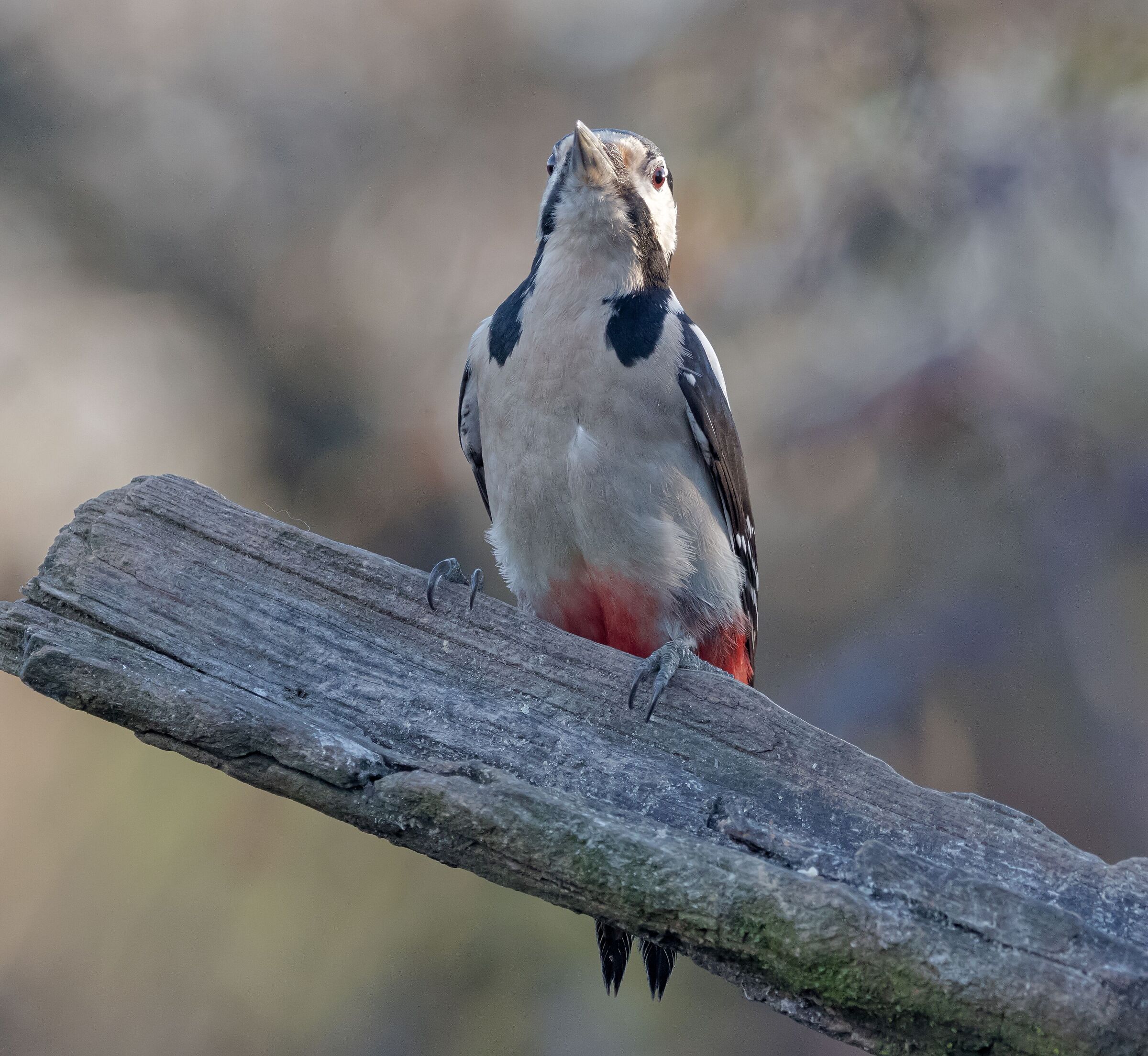 Greater spotted woodpecker male Oasi Lipu 5/01/2023