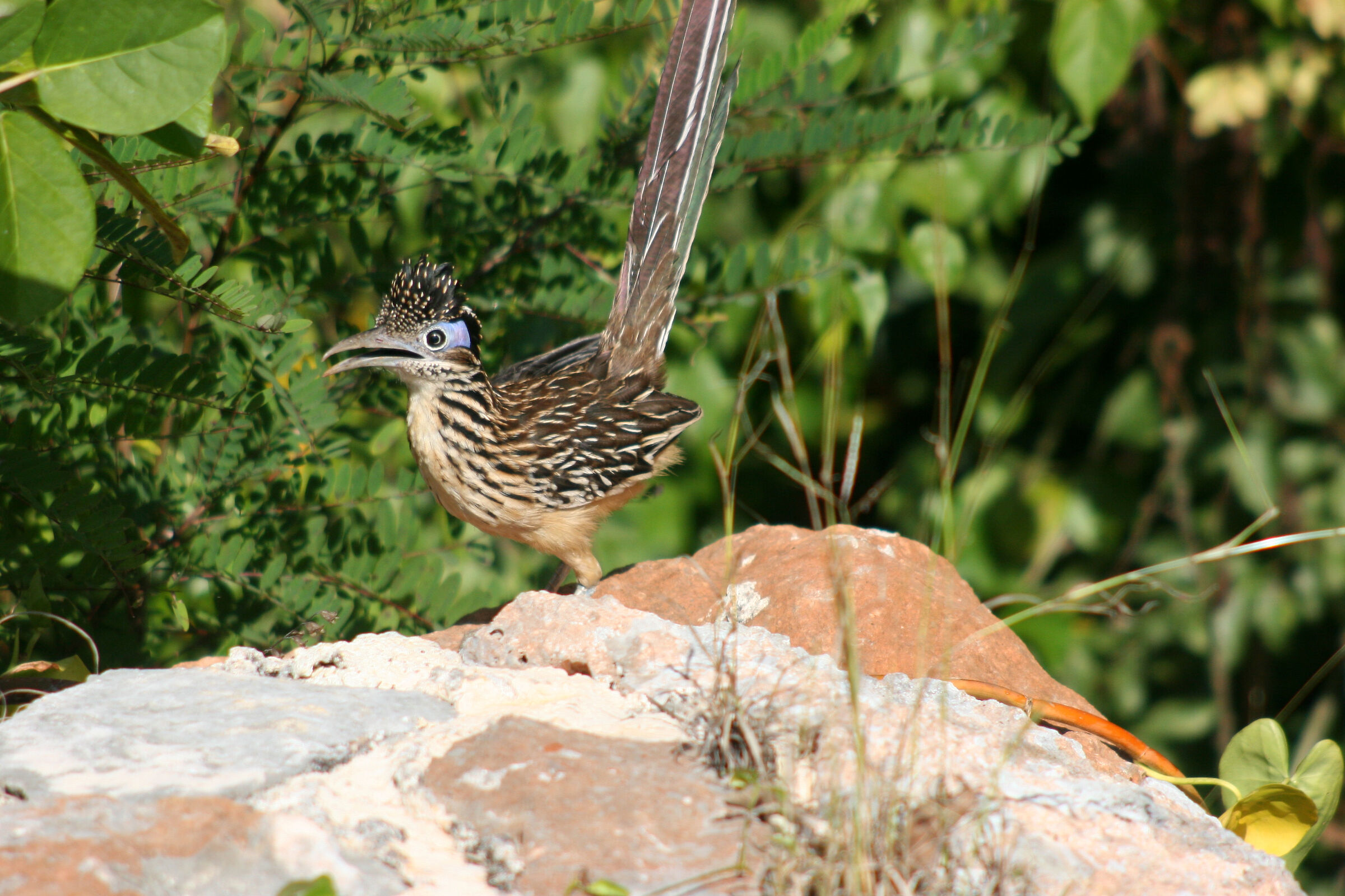 Road Runner (Mexico)