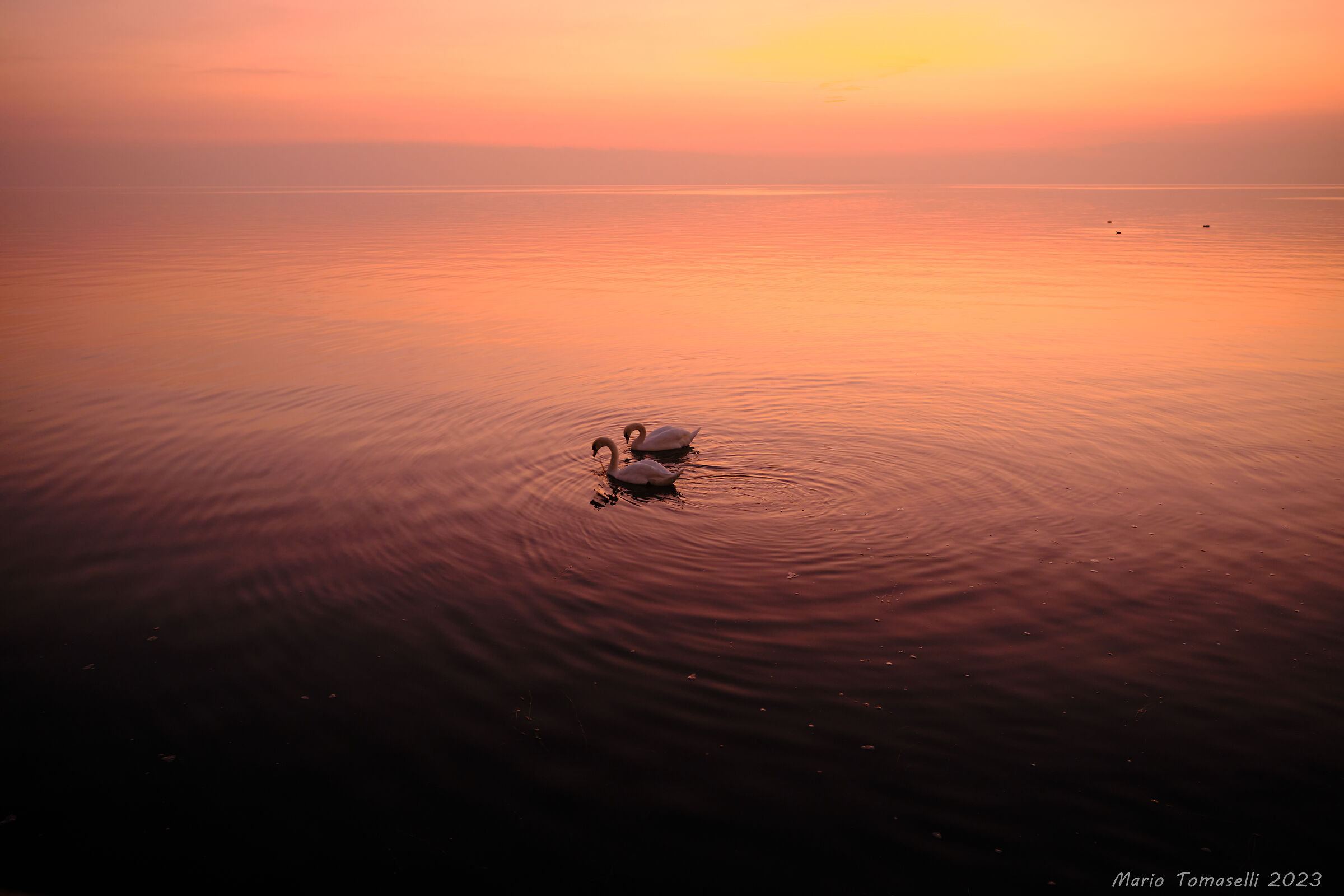 Lago di Garda - Cigni 2