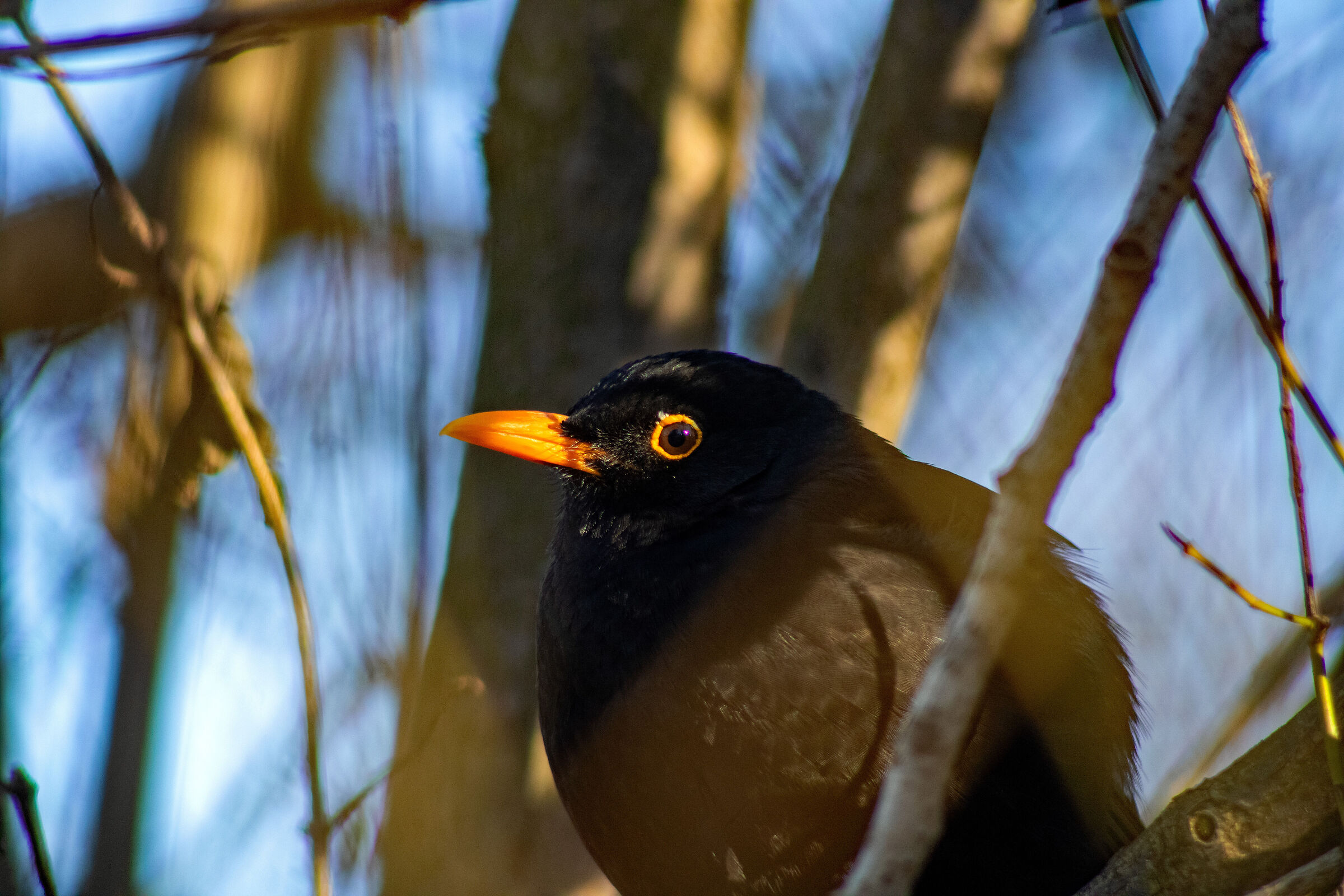 Common Blackbird