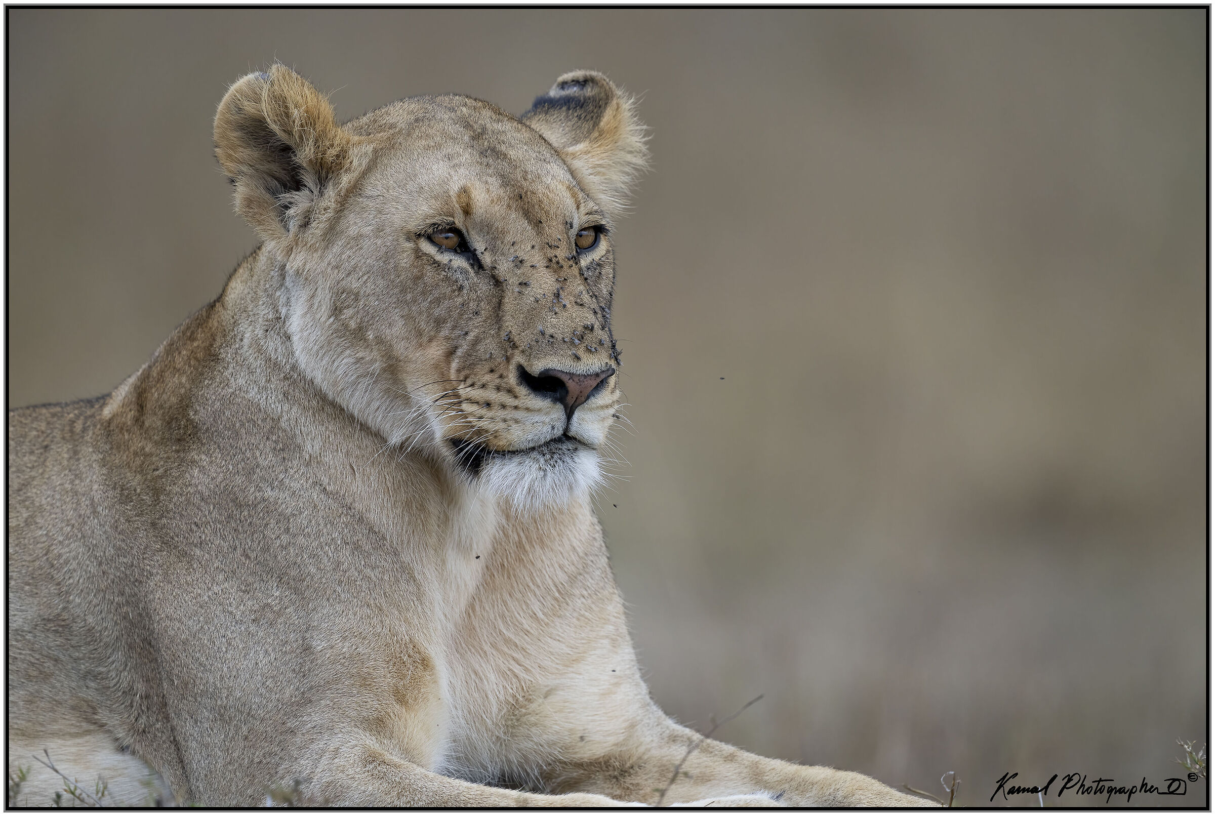 Panthera leo
