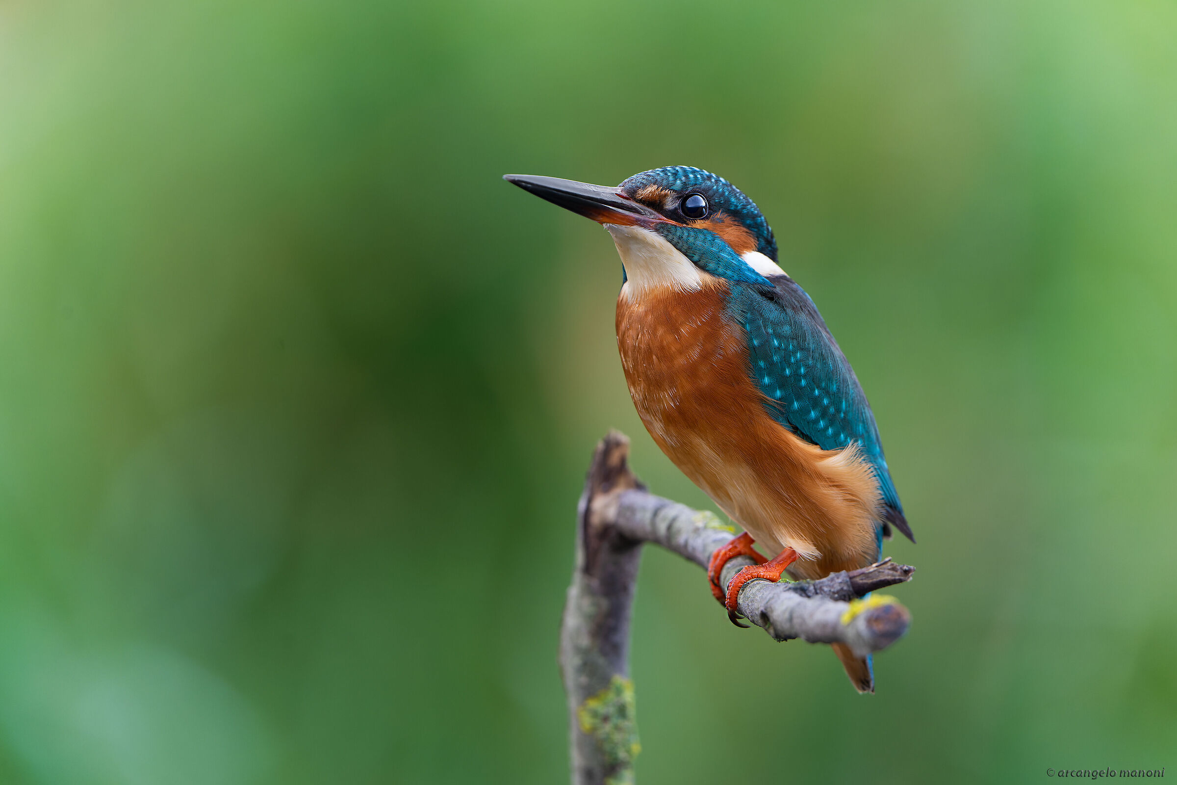 The first martino of 2023