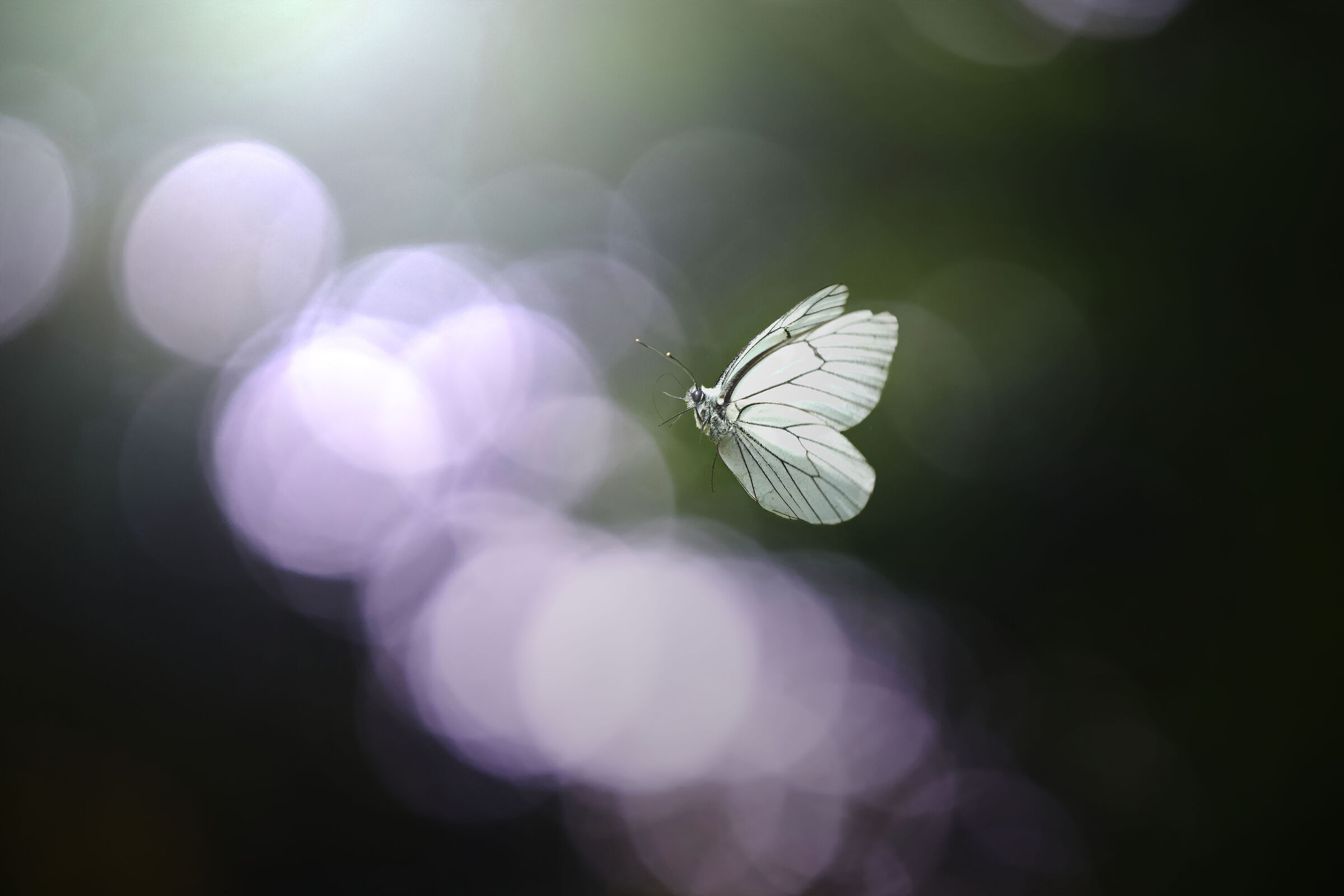 Untitled Photo