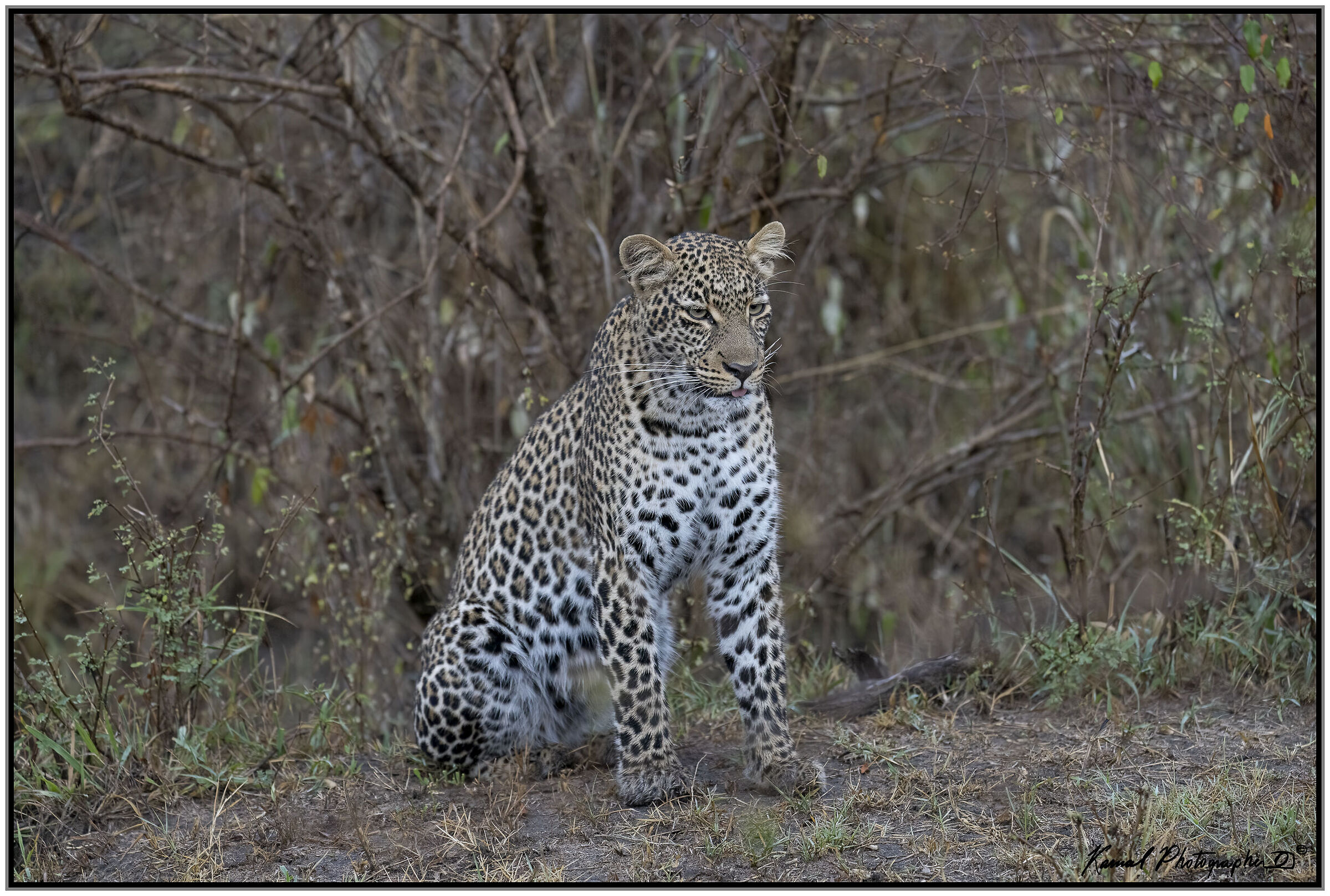 Panthera pardus