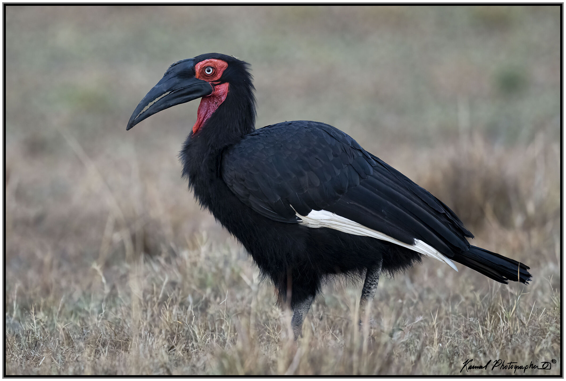 Bucorvus leadbeateri