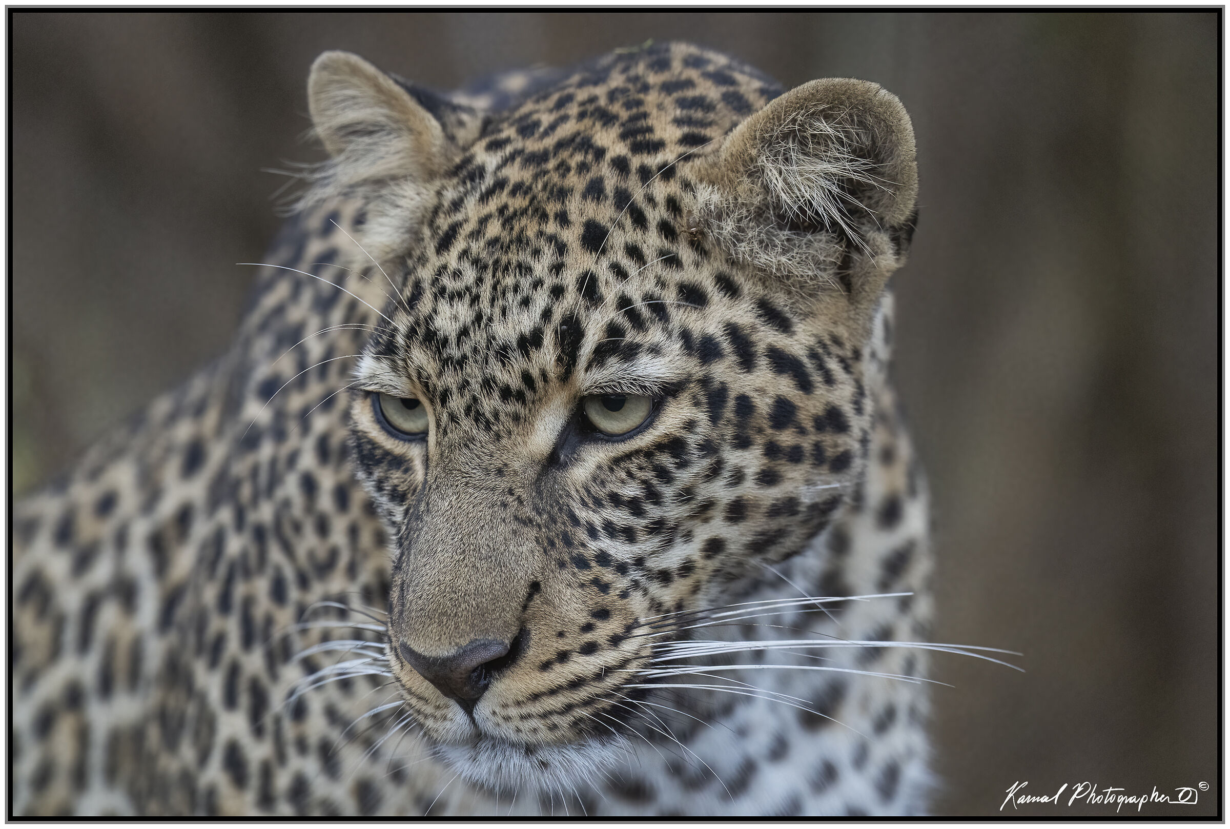 Panthera pardus