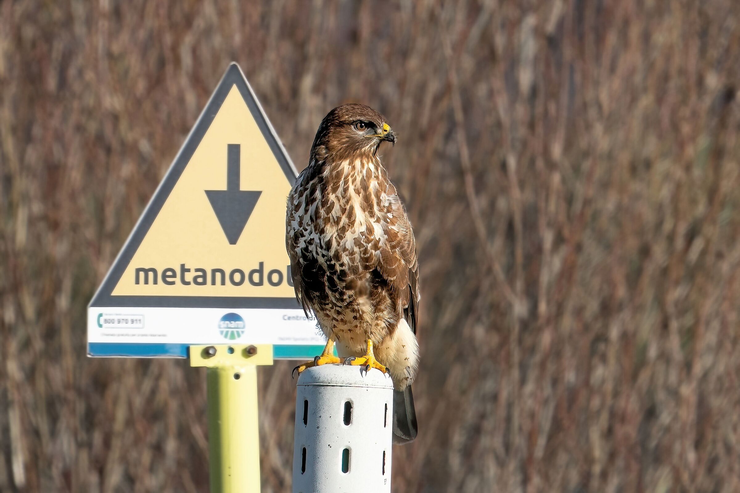 Buzzard at the Box for refueling