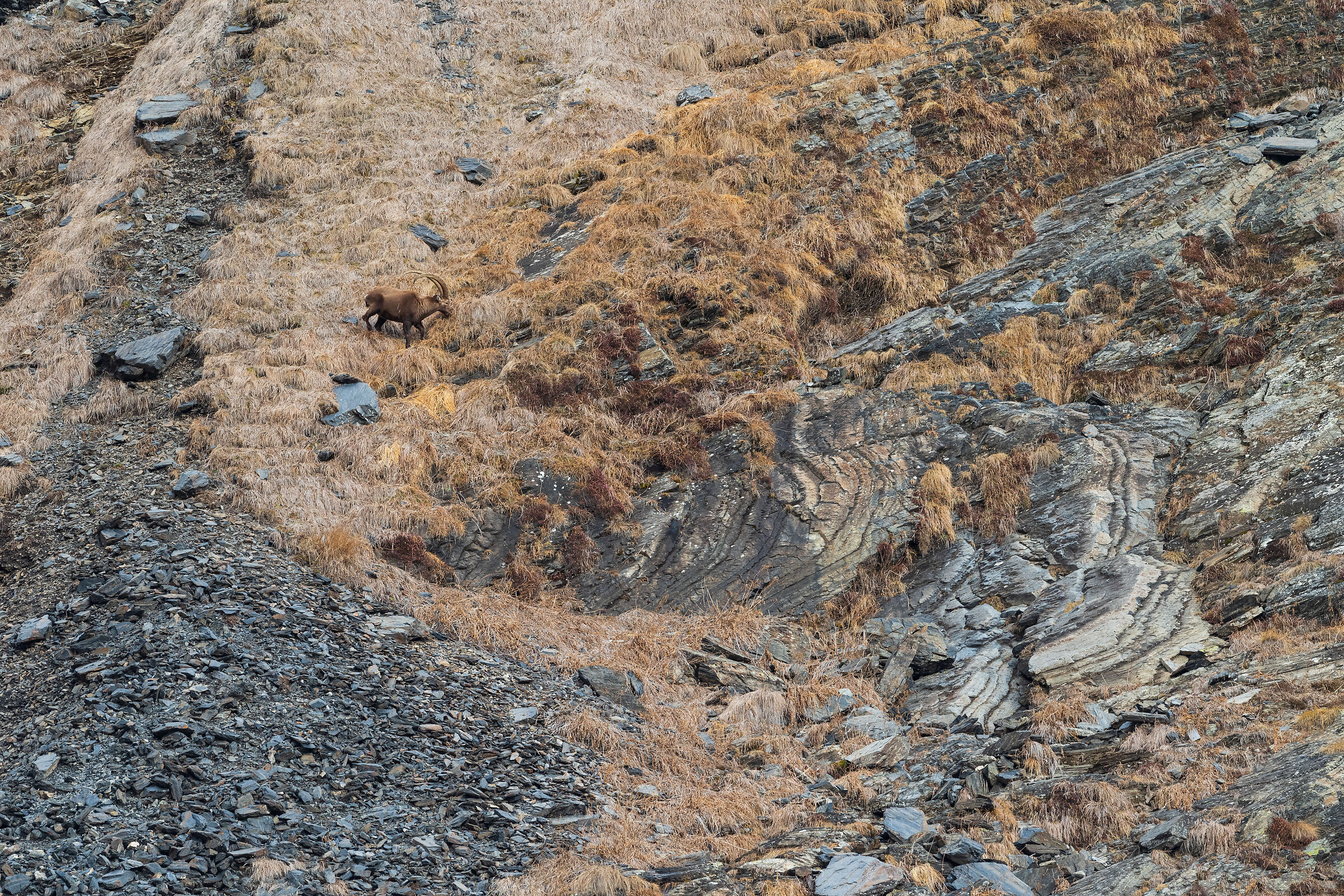 Ibex set in a "little" winter landscape