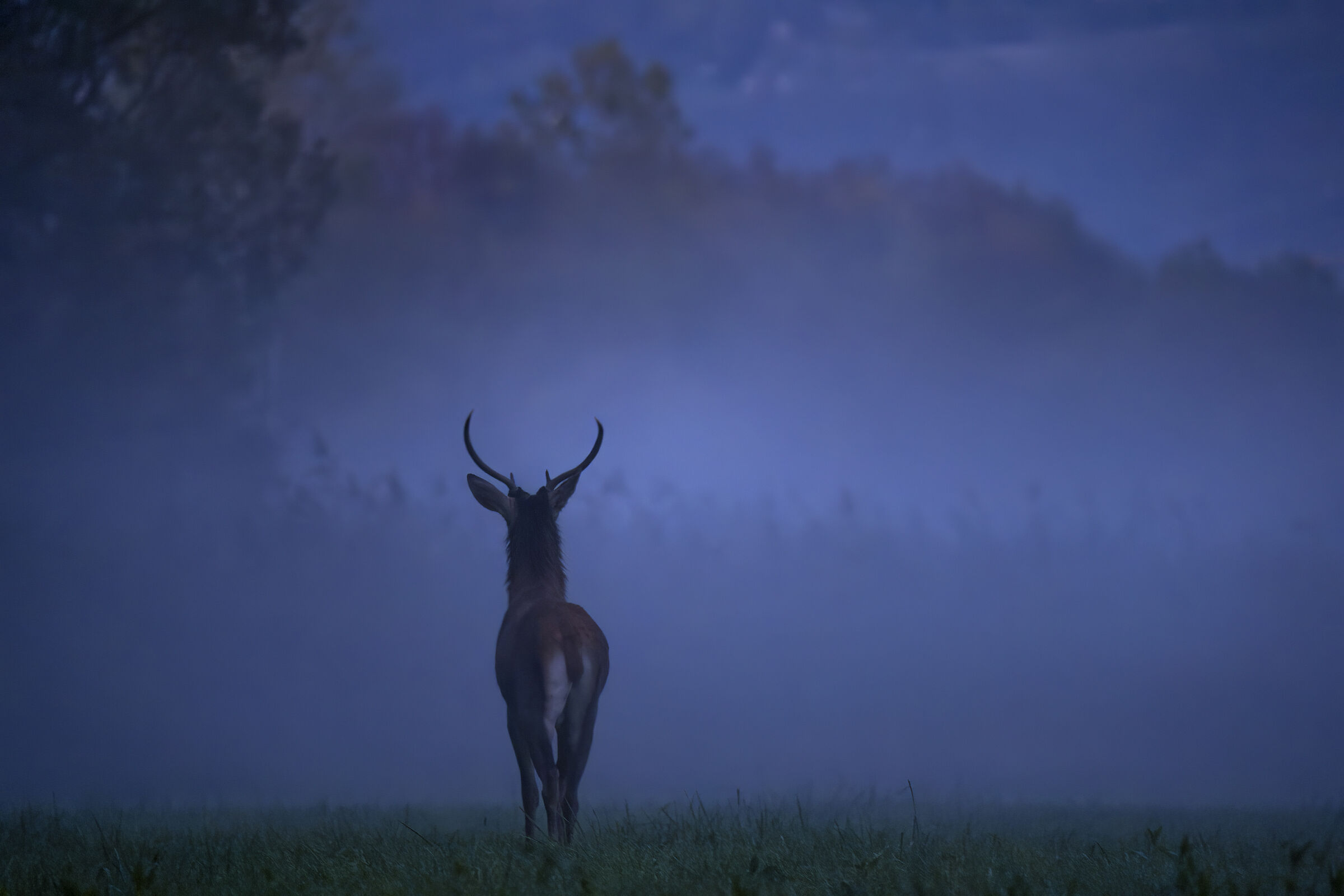 Cervo all'imbrunire 2