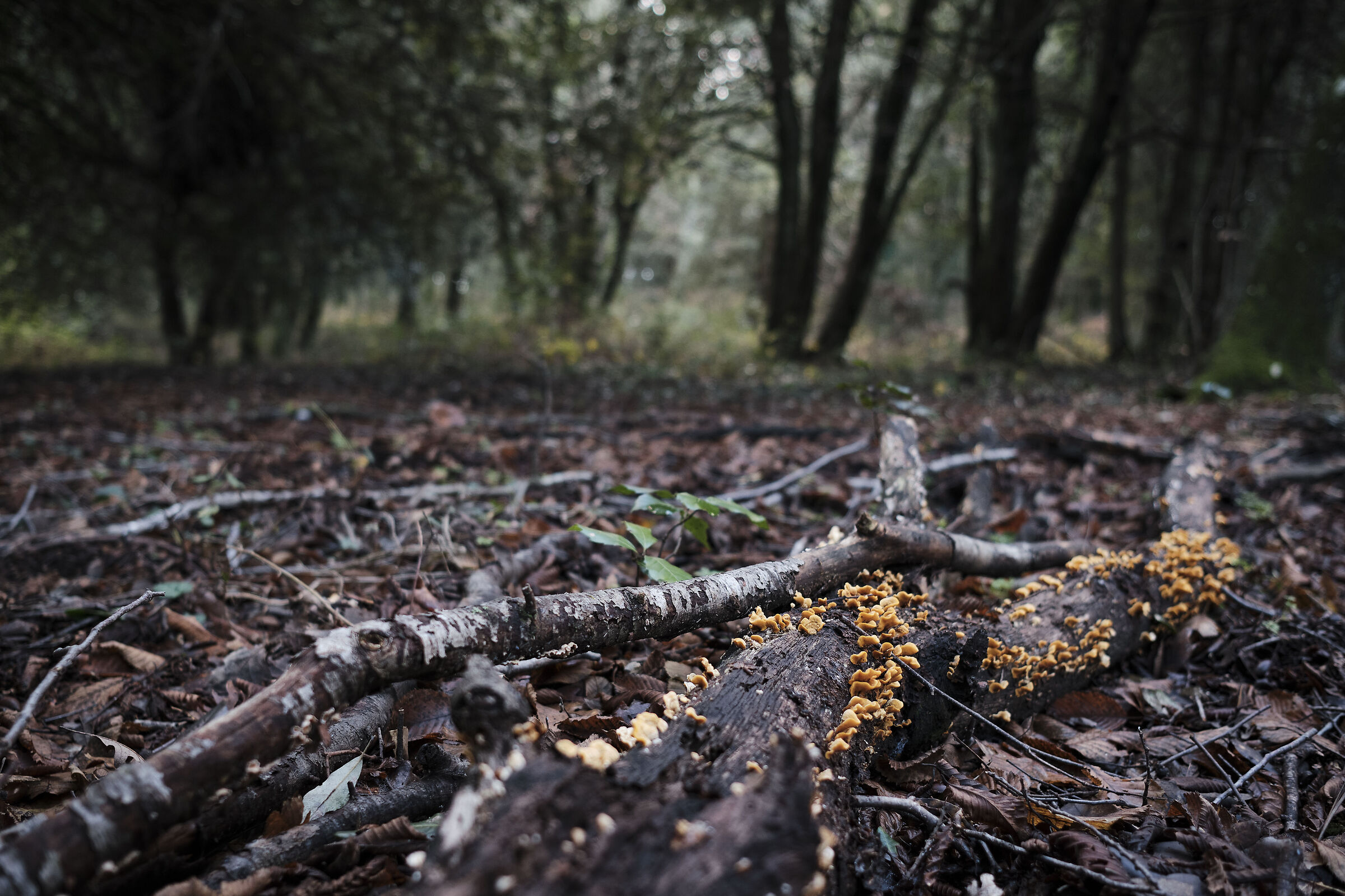 Qualche colore di Bosco!