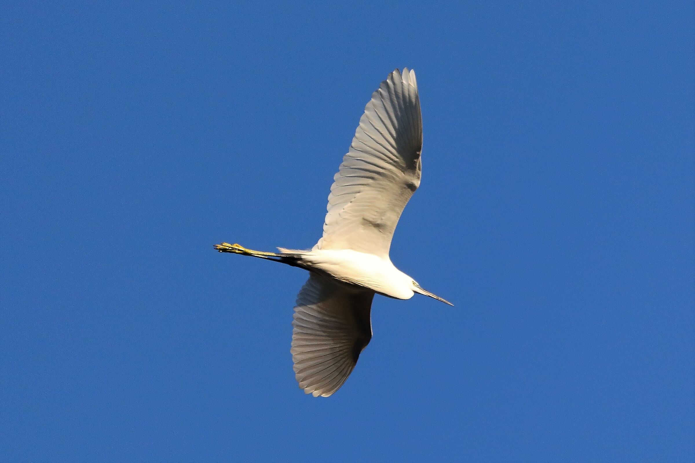 garzetta 11 dicembre 2022