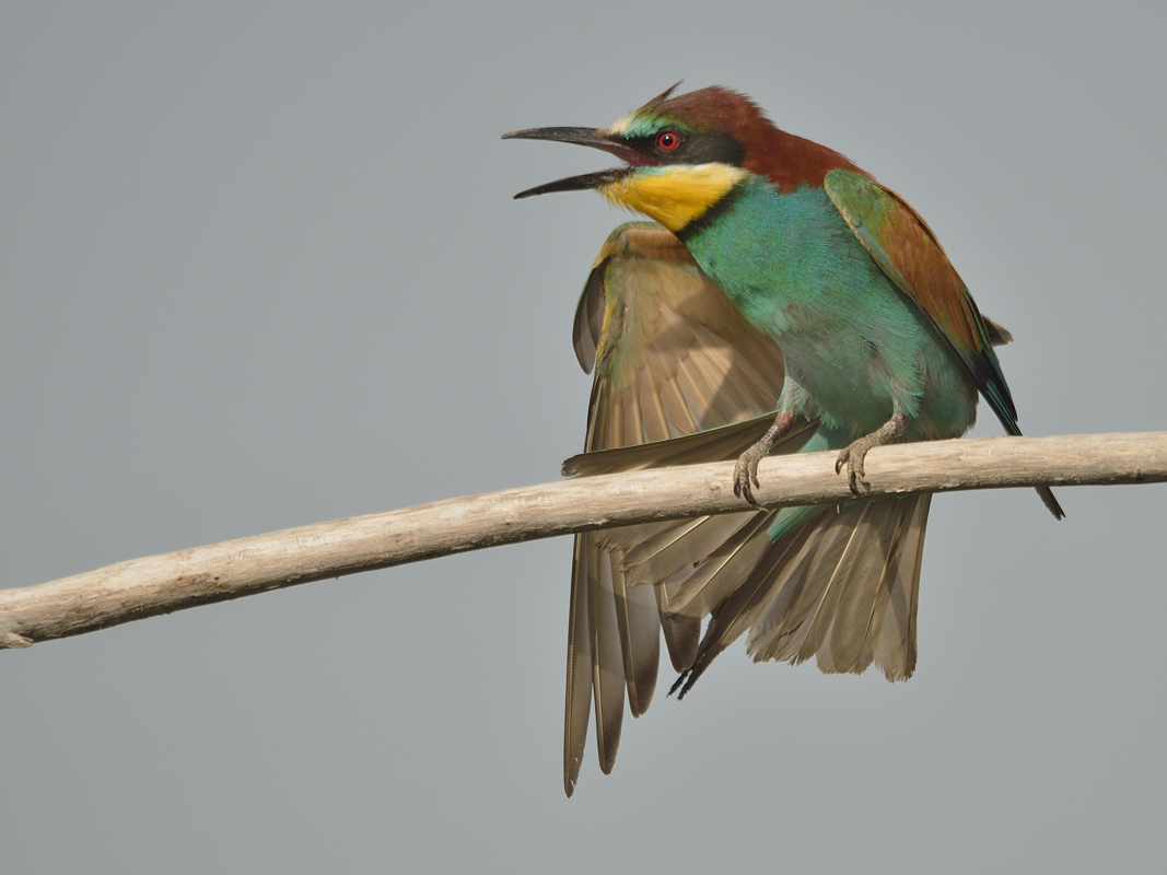 Let's gymnastics ...