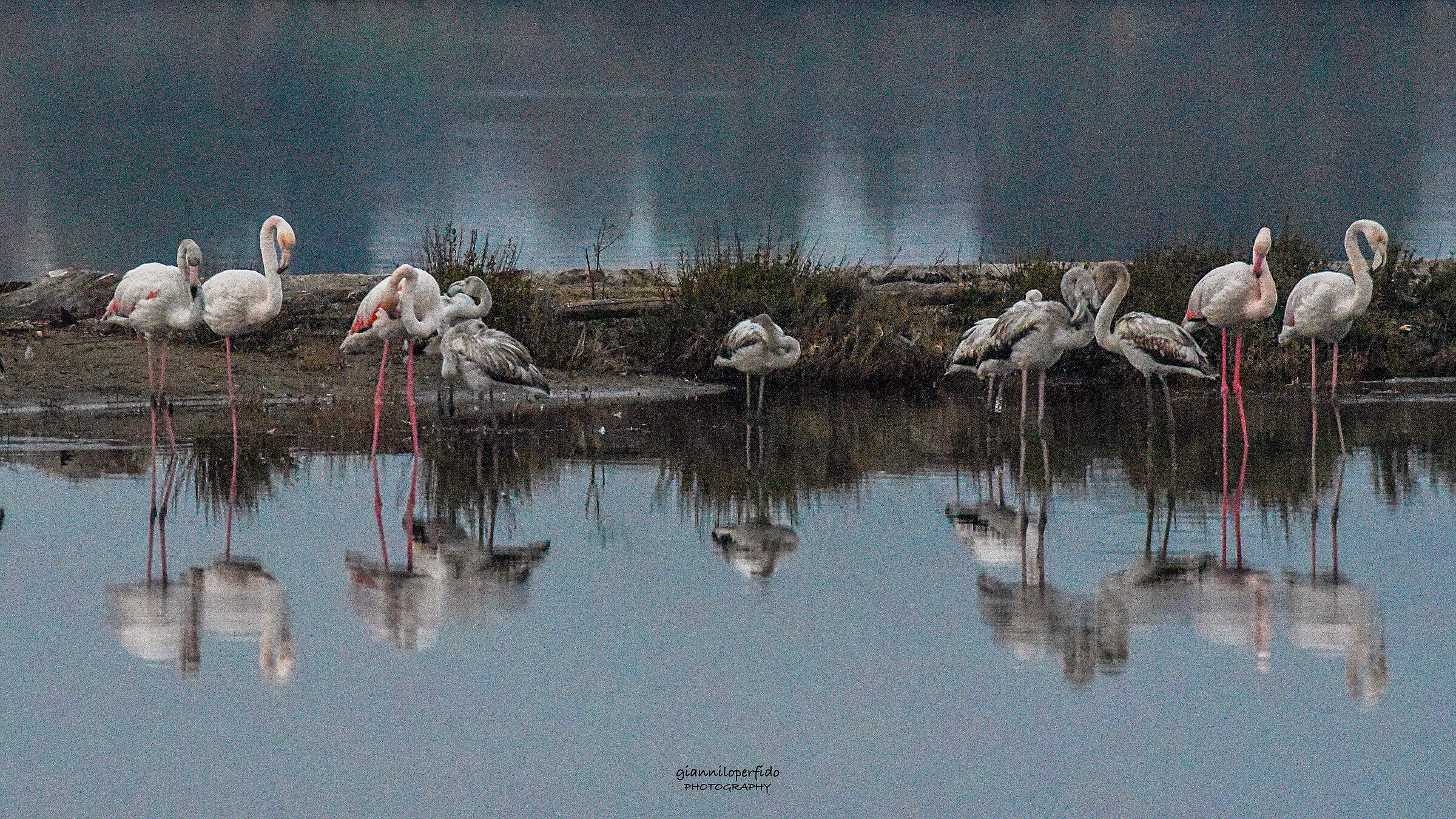fenicotteri 2