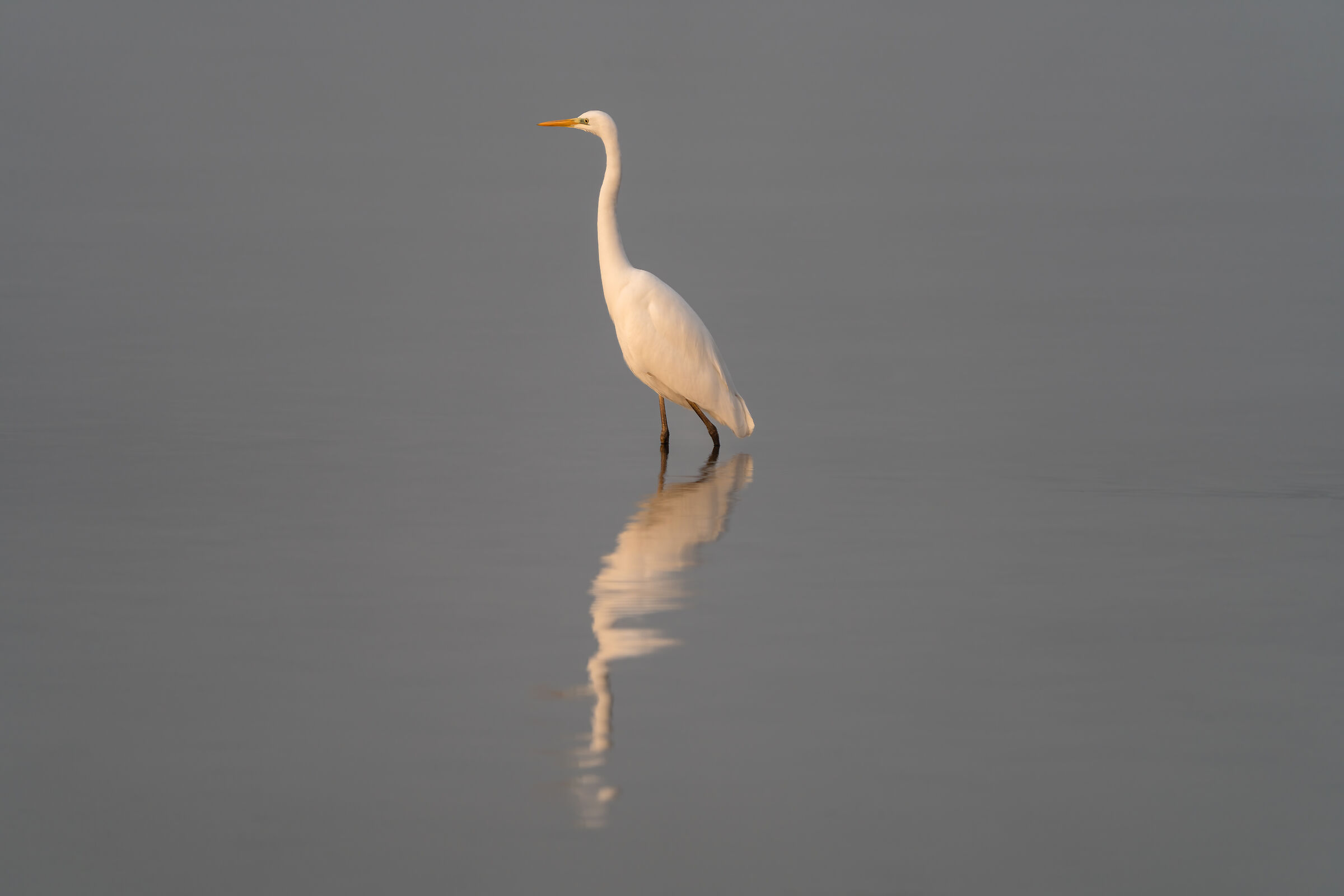 Airone bianco maggiore (Punta Grò - Sirmione)