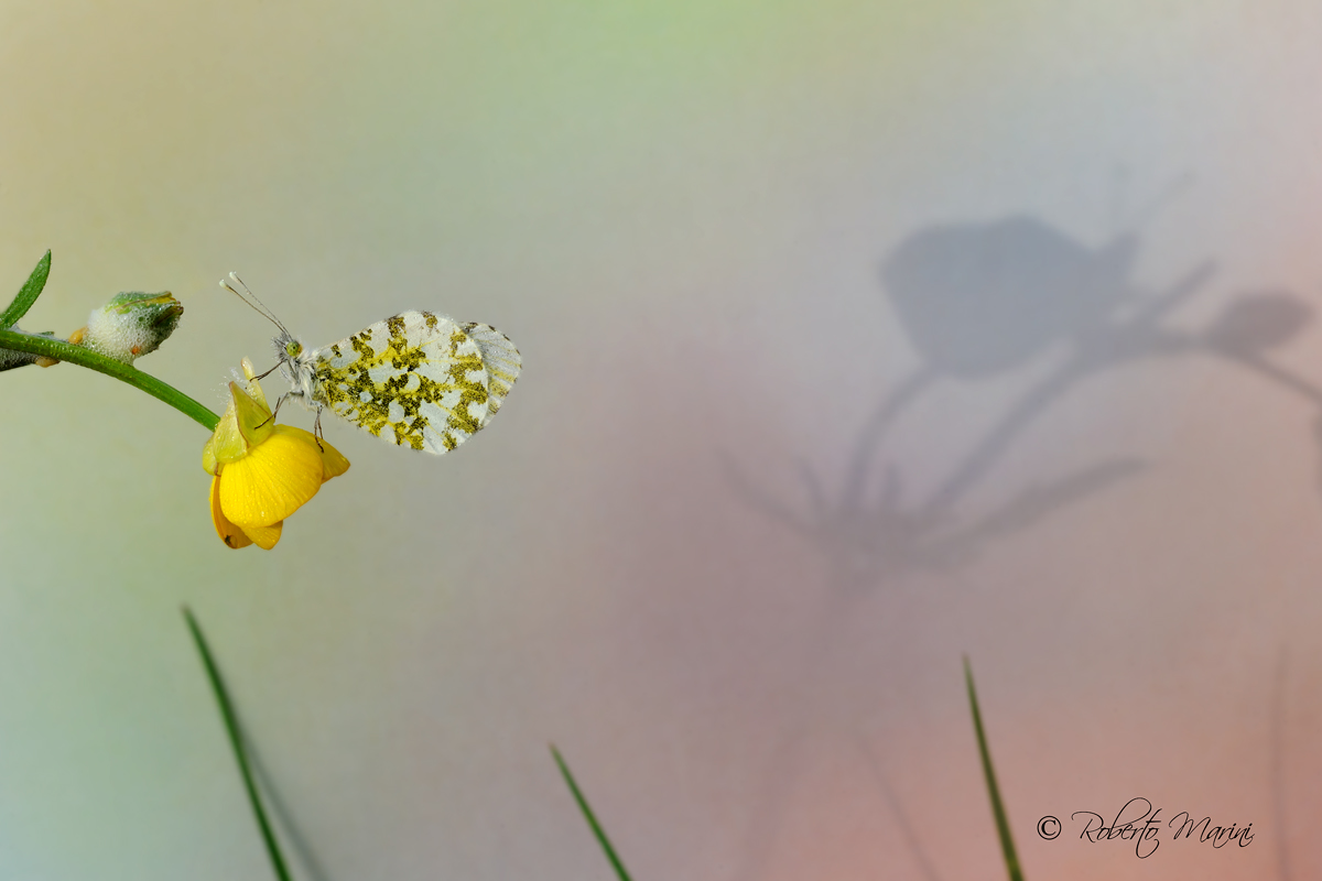 Proiezione secondo tempo