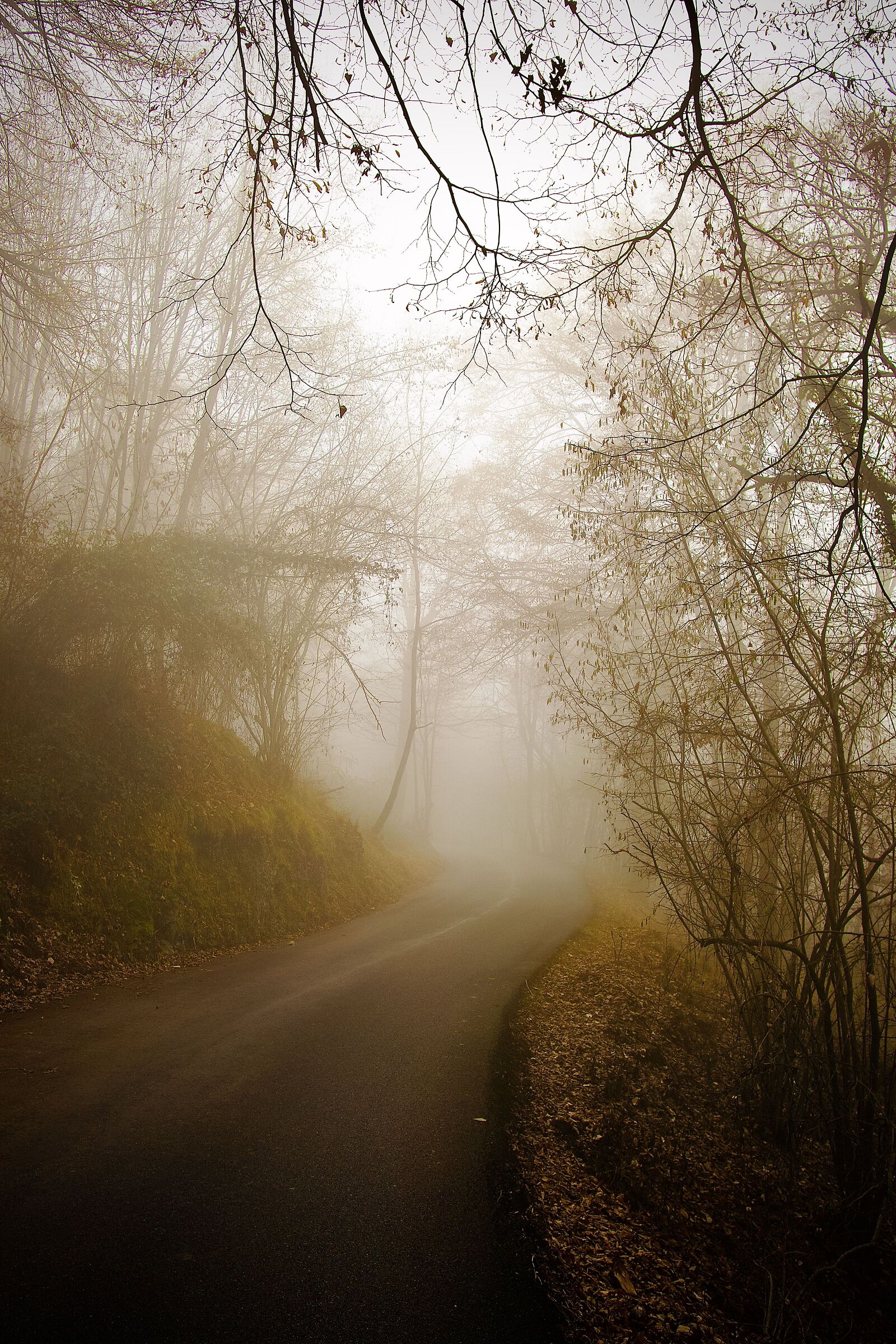 Nebbia