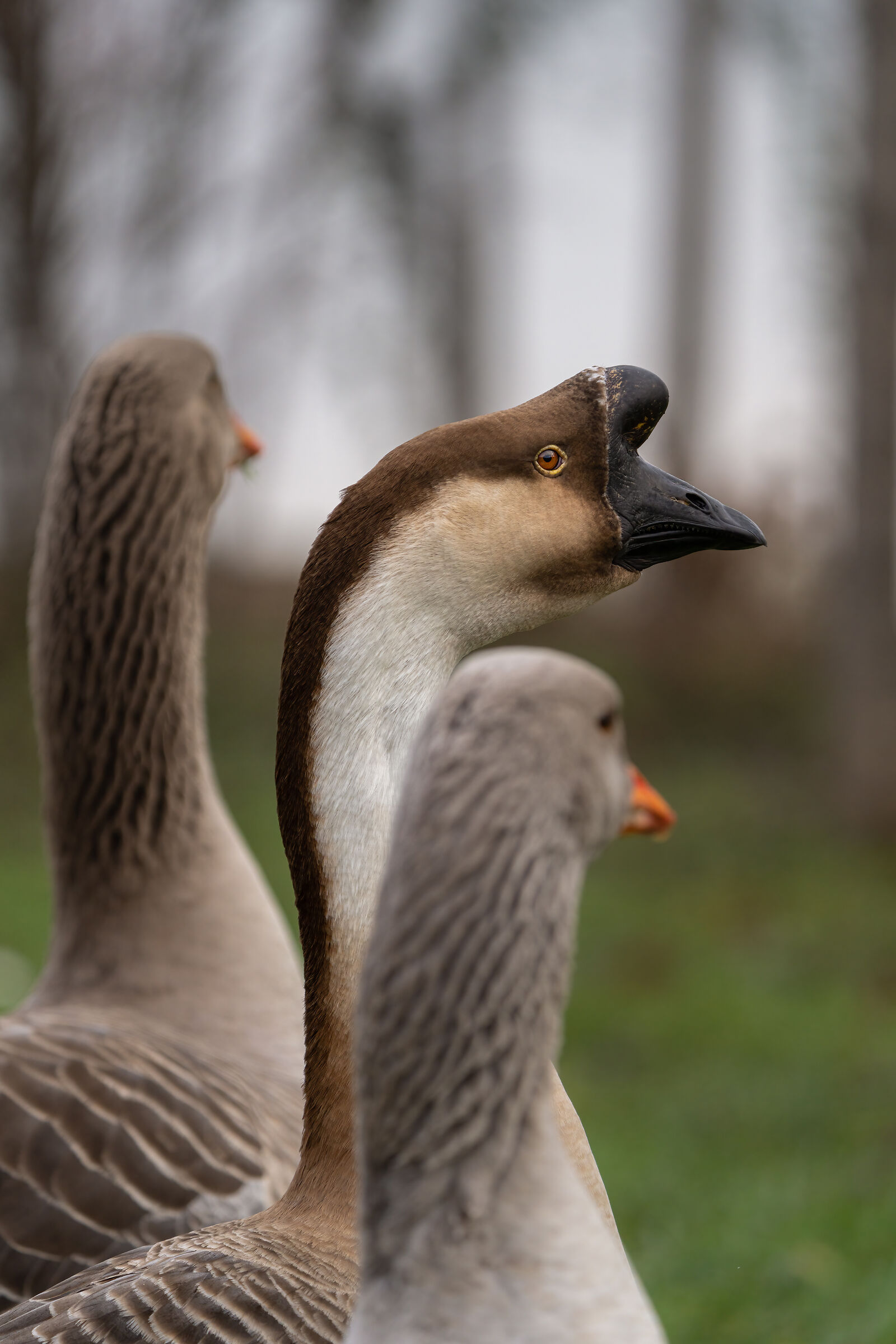 Oca Cignoide della Guinea (Lago del Frassino Peschiera)