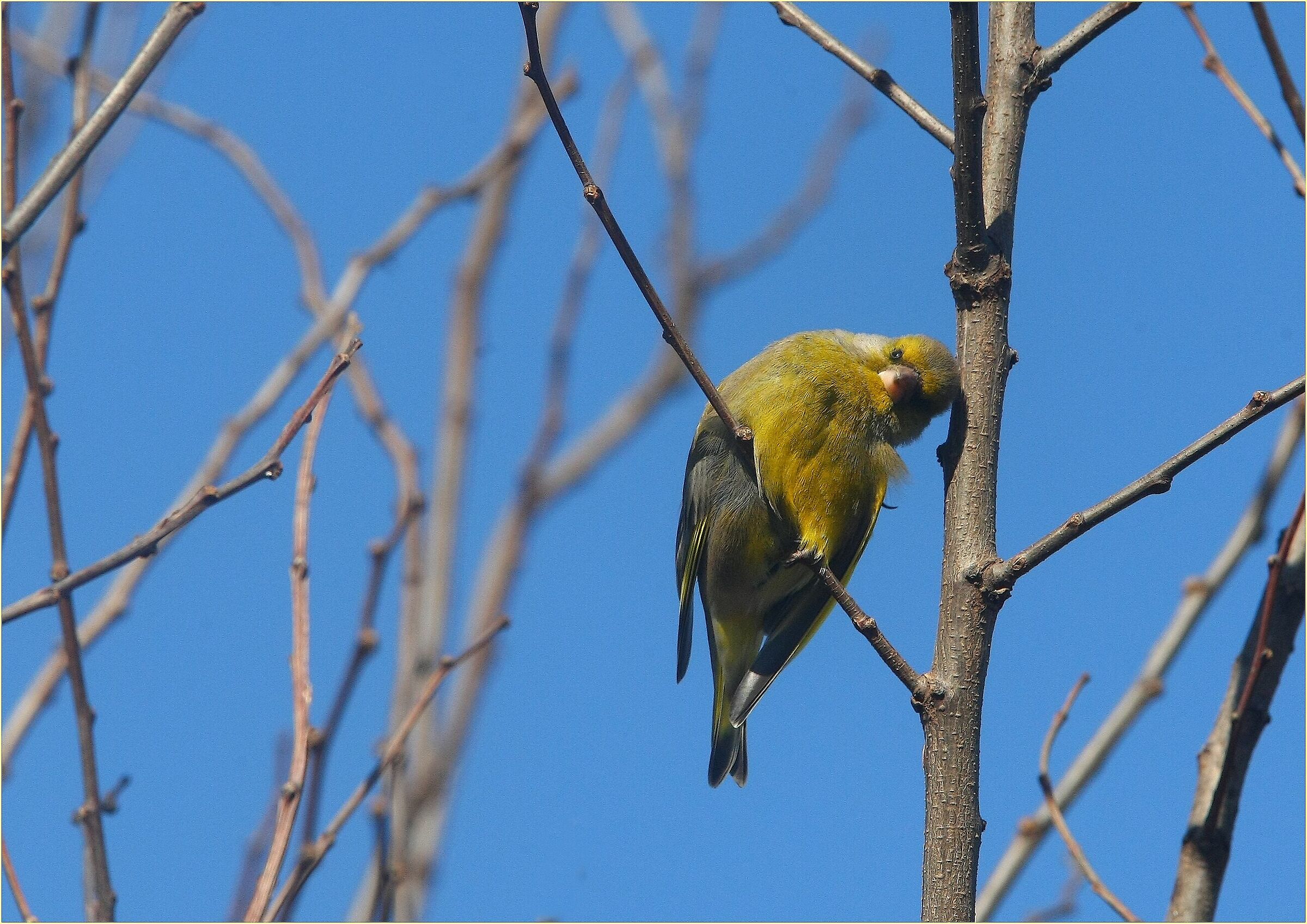 '' stroke of sleep of the Lucherino ''