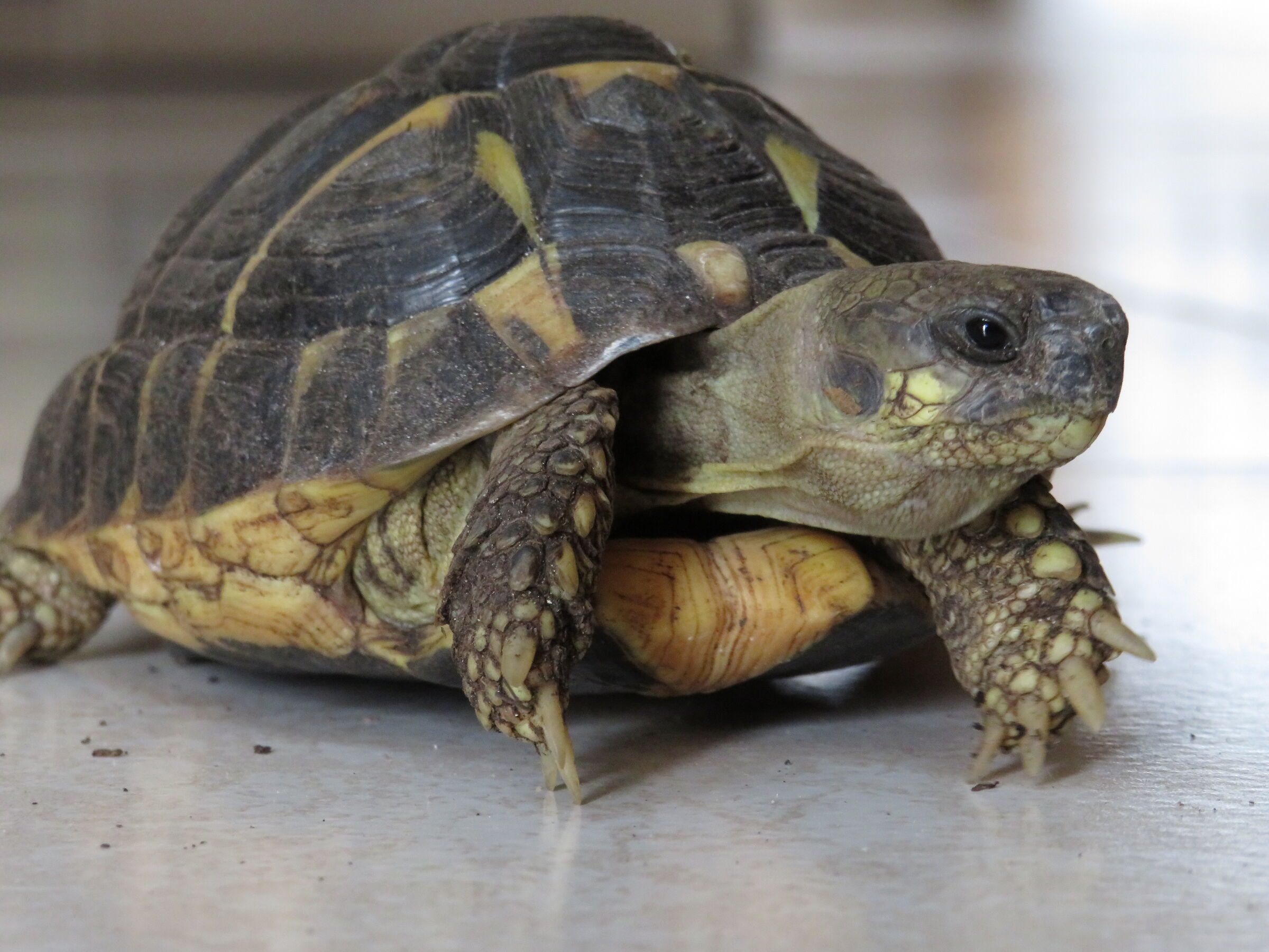 turtle