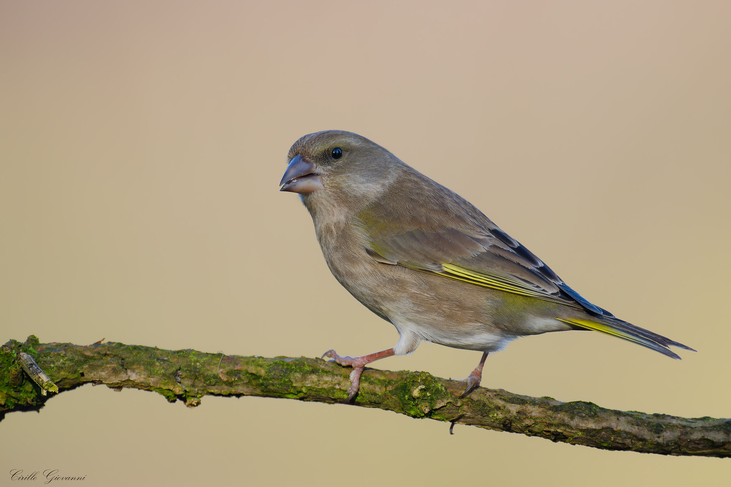 Greenfinch