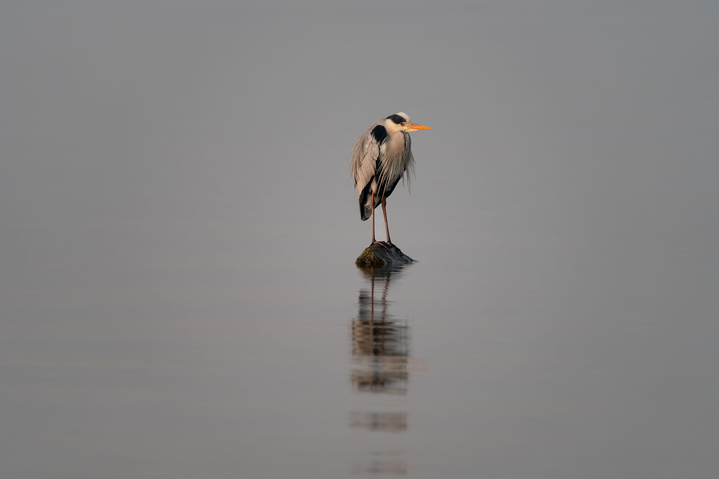 Airone Cenerino (Punta Grò - Sirmione)