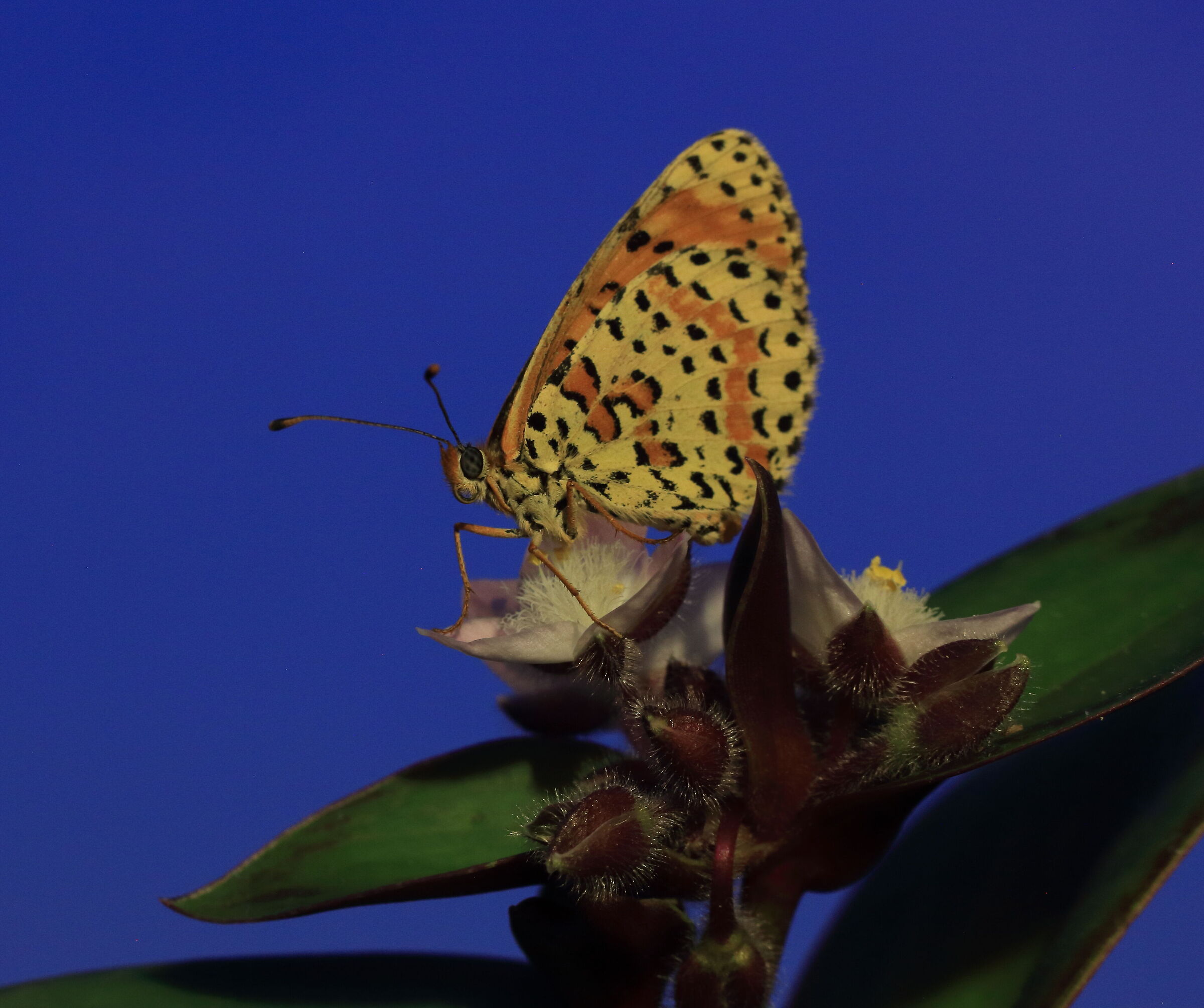 First macro experiments