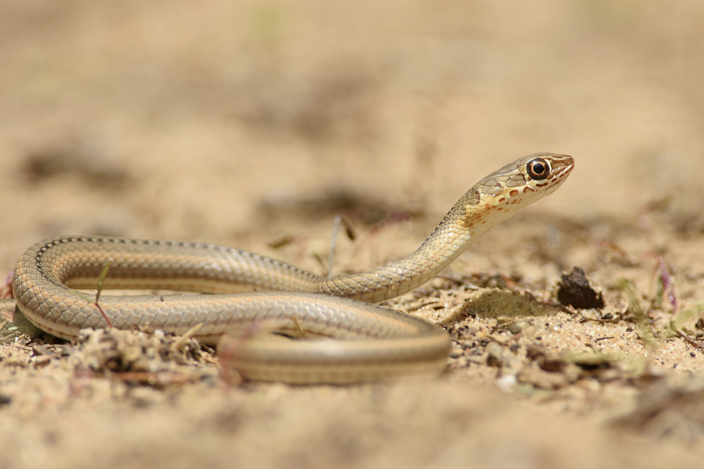 Psammophis afroccidentalis
