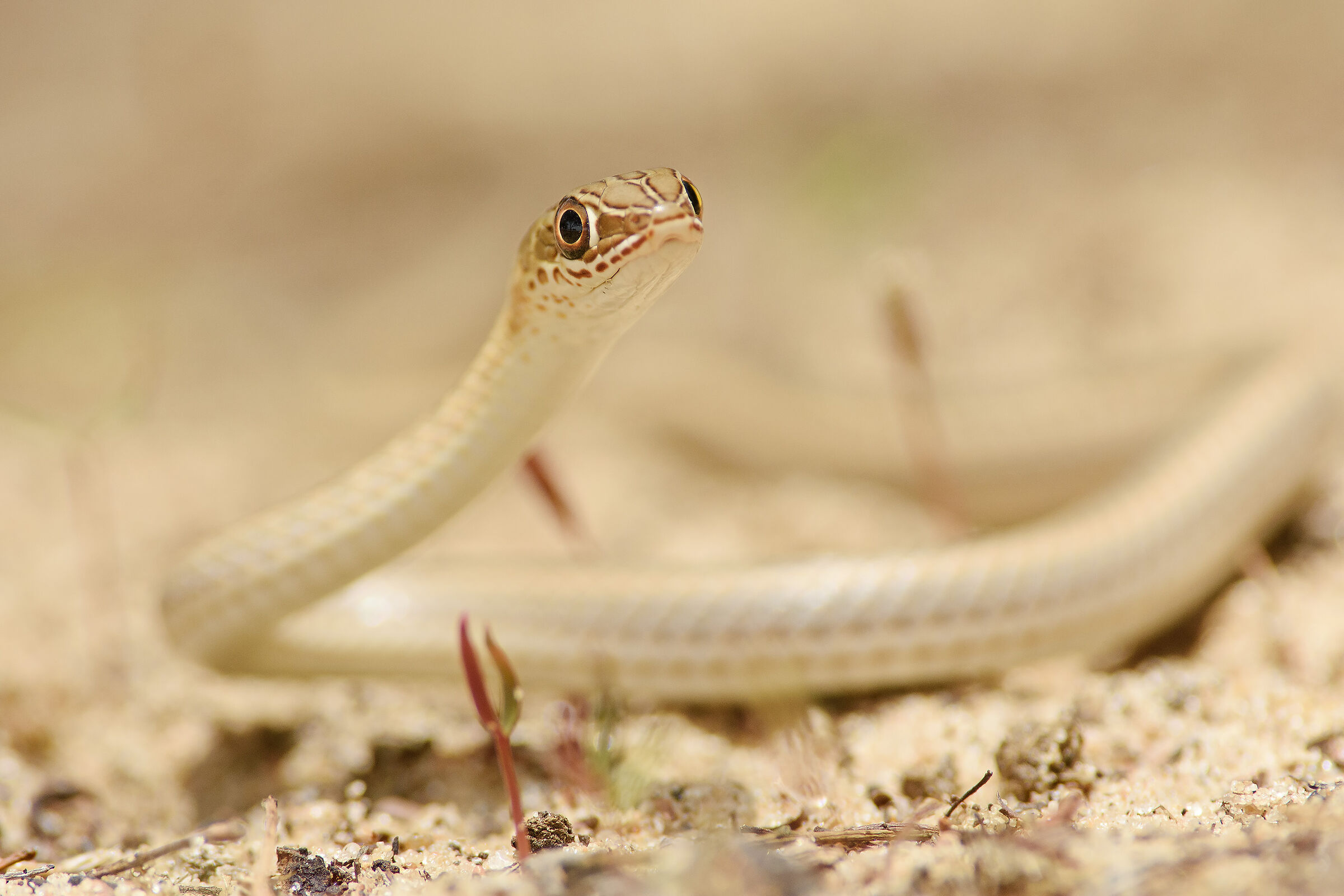 Psammophis afroccidentalis