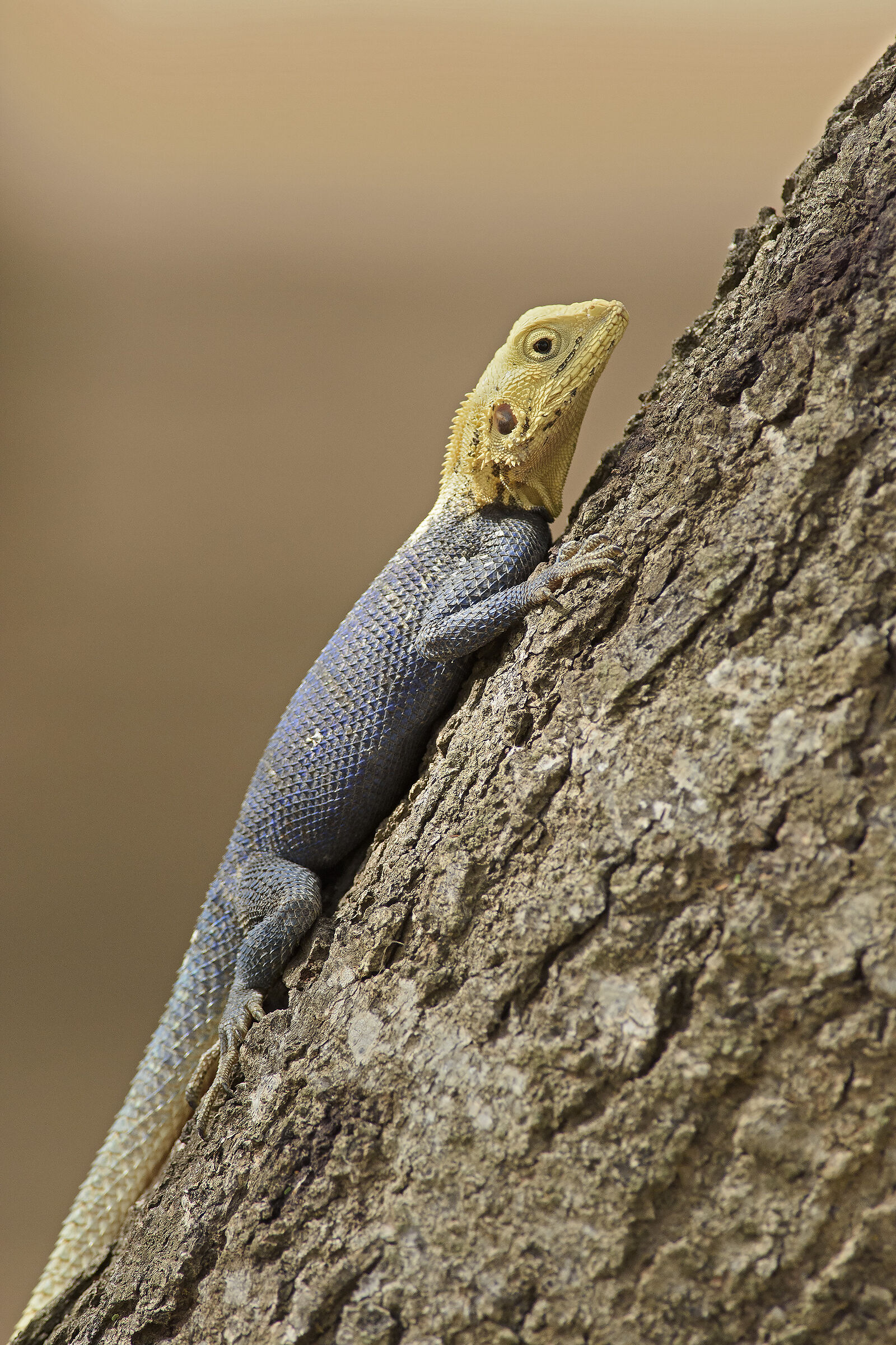Agama agama
