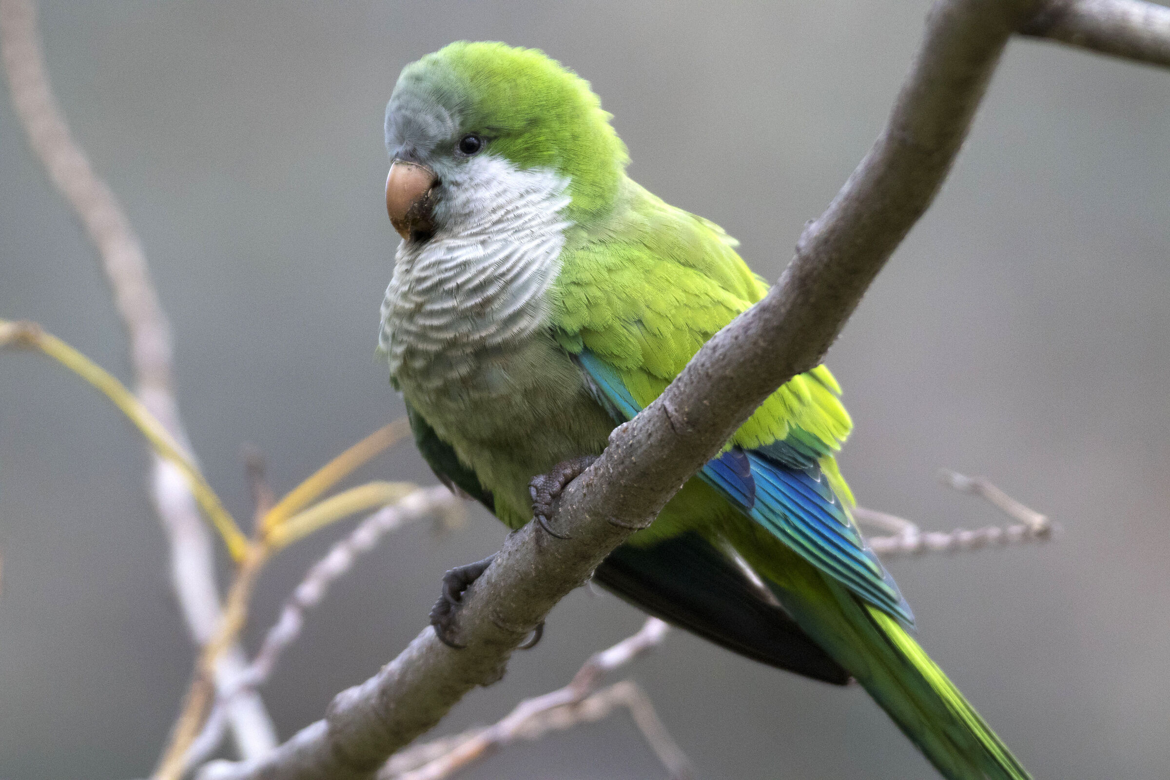 Inhabitant of Rome (Parakeet Monaco)