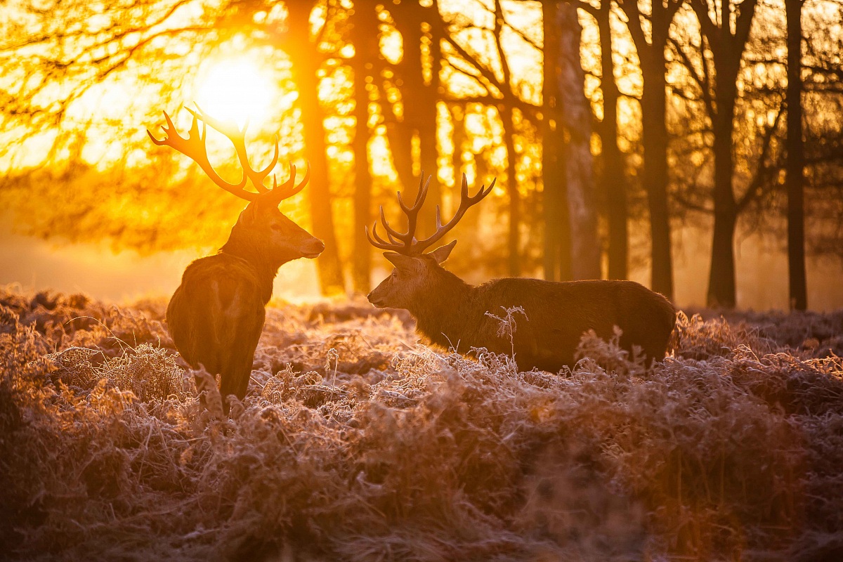 Cervi nel sole del mattino