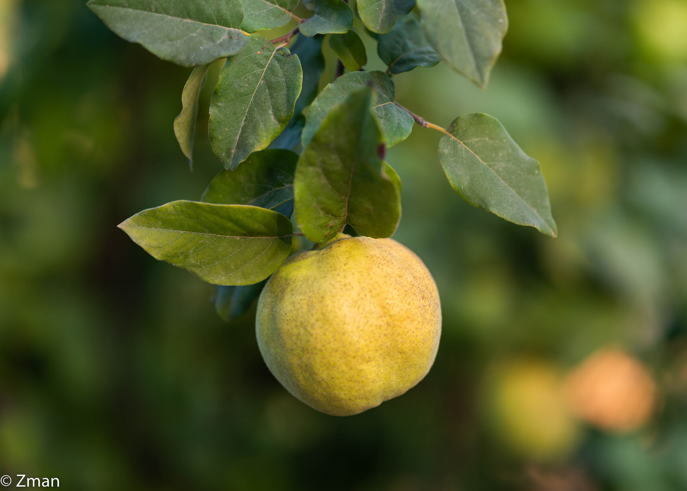 Frutto della mela cotogna