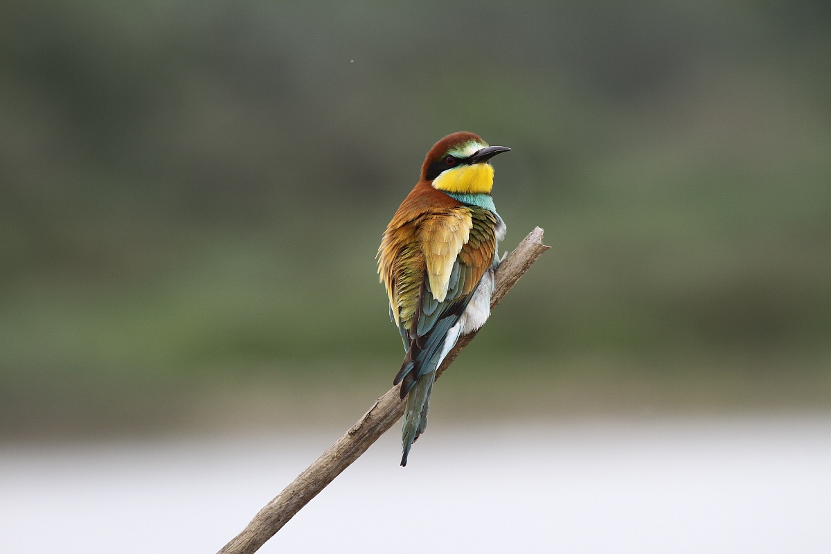 Bee-eater 2