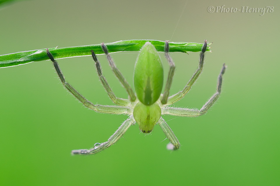 Micrommata virescens
