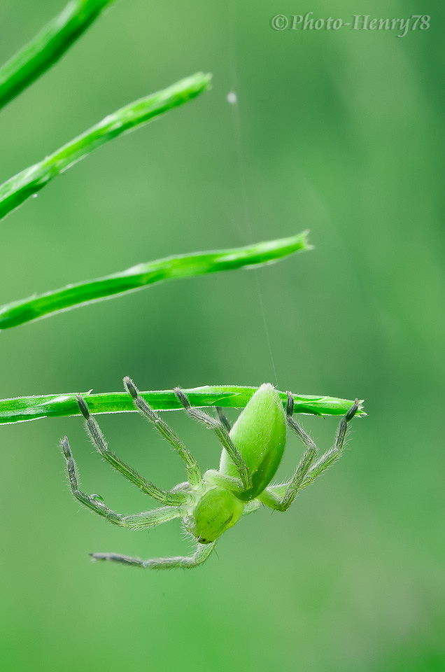 Micrommata virescens