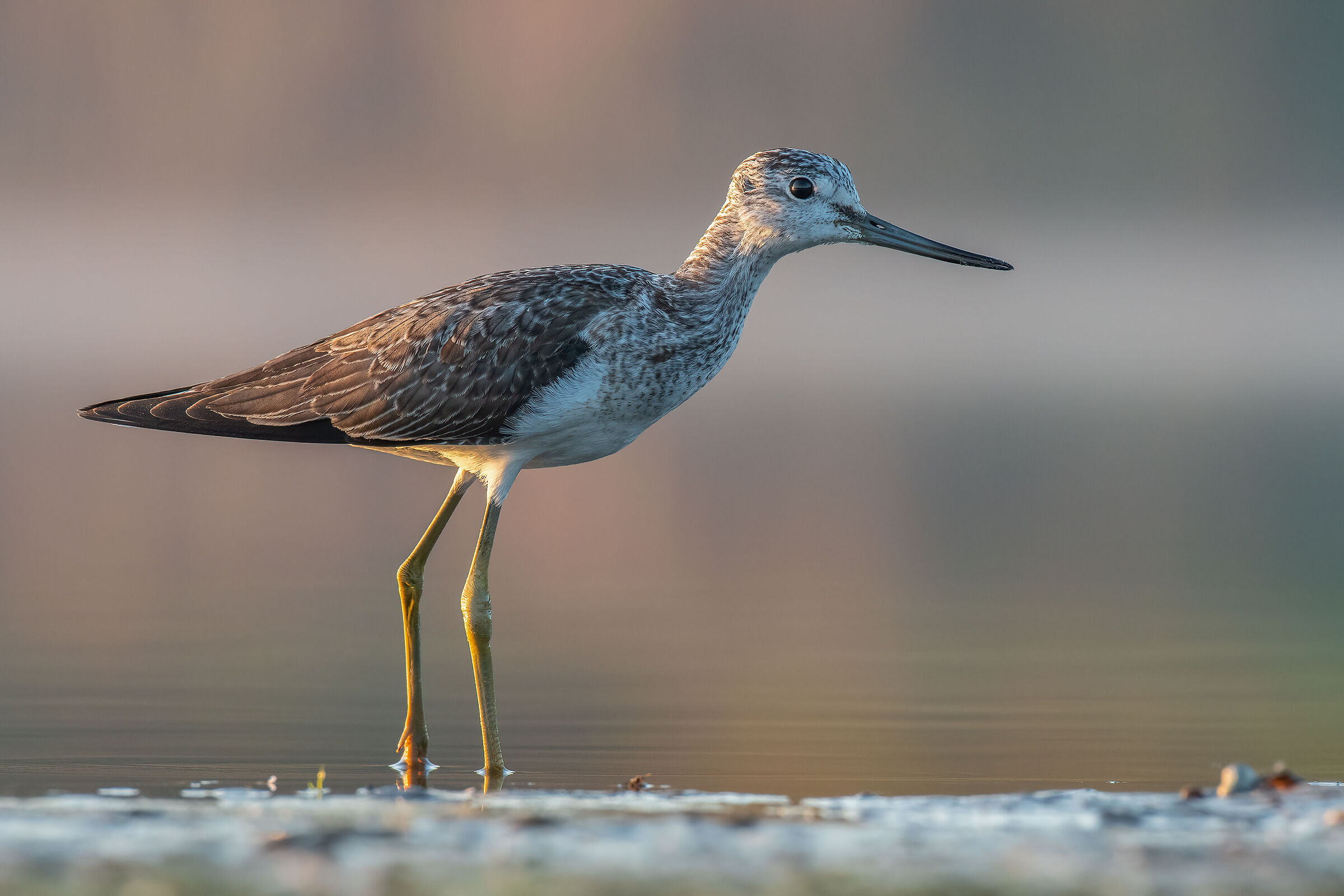 Common greenshank