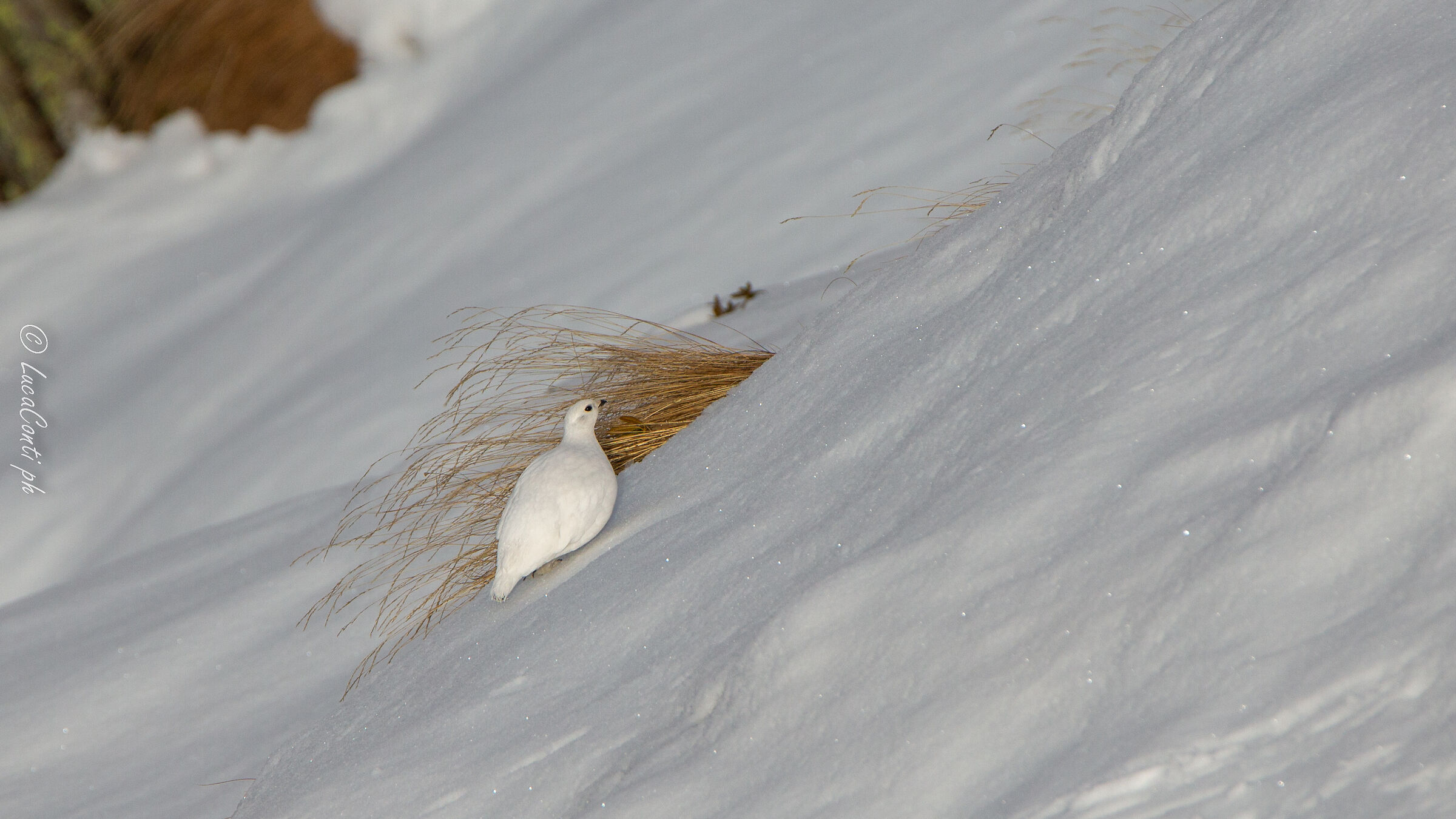 Pernice bianca , Valsassina LC