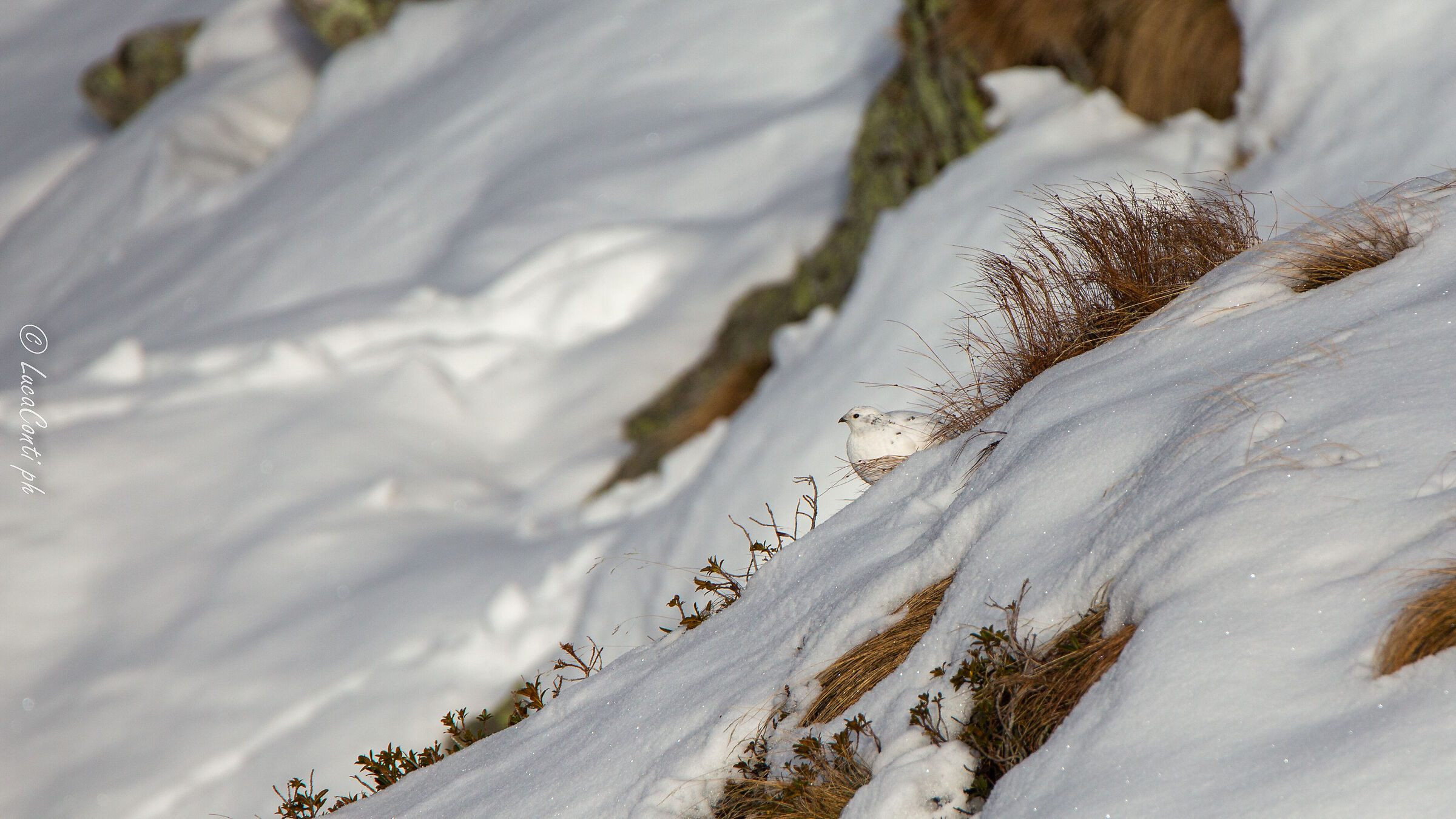 Pernice bianca , Valsassina LC