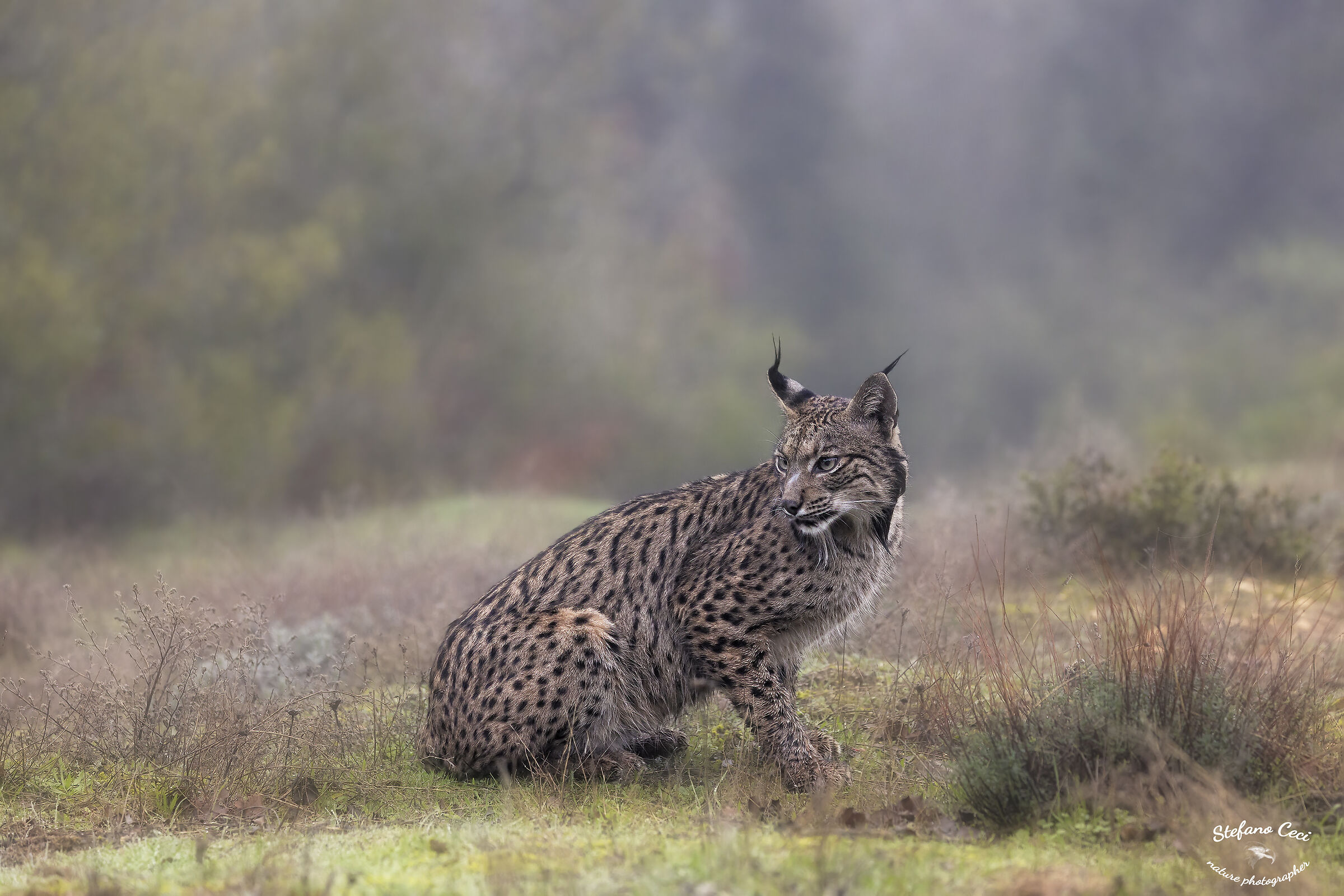 Iberian lynx female