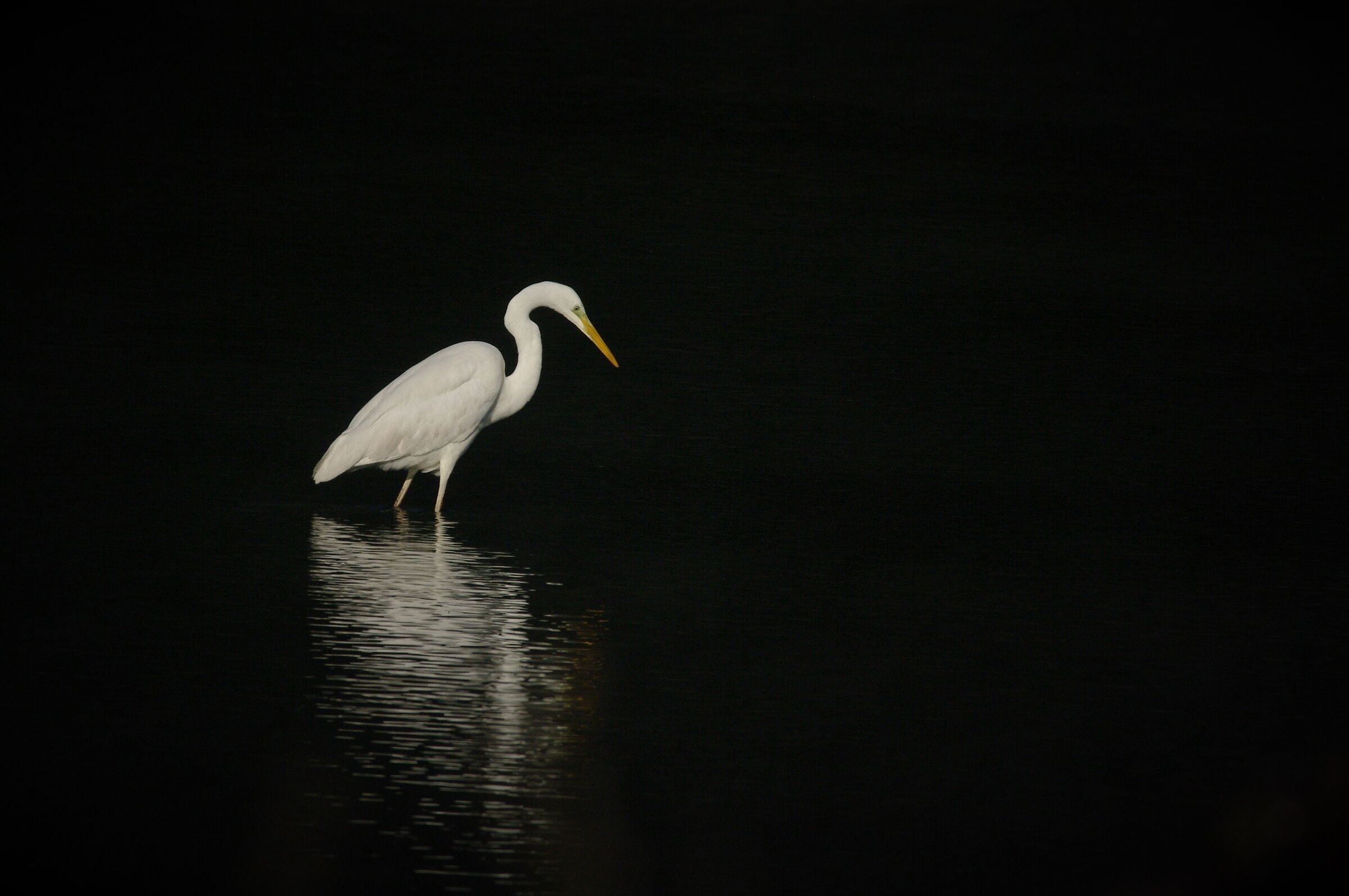 Great white heron fishing