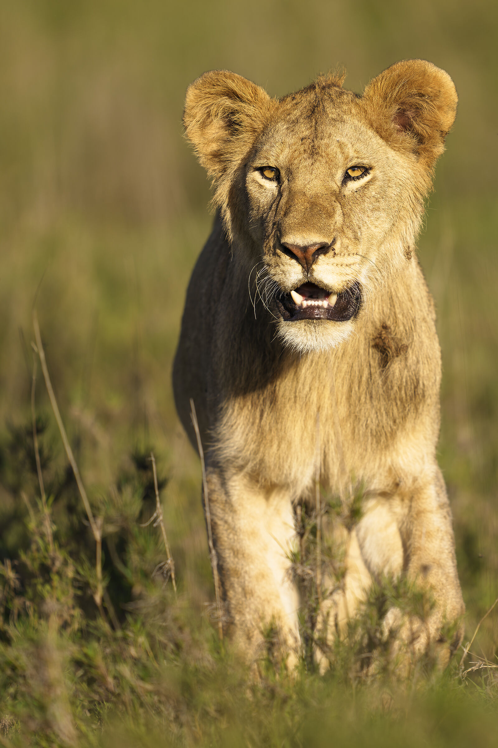 Lion, Serengeti.