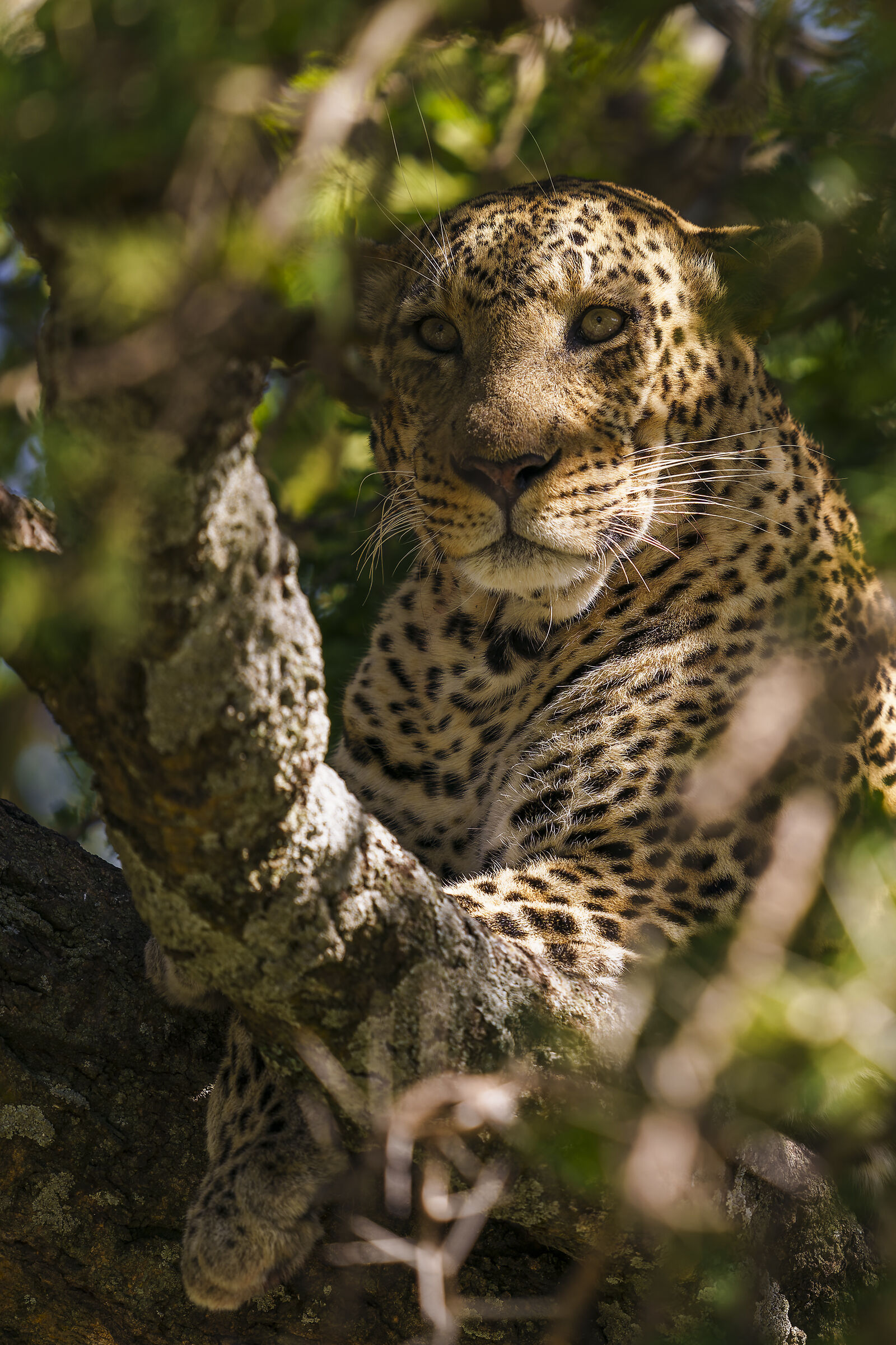 Leopard, Serengeti.