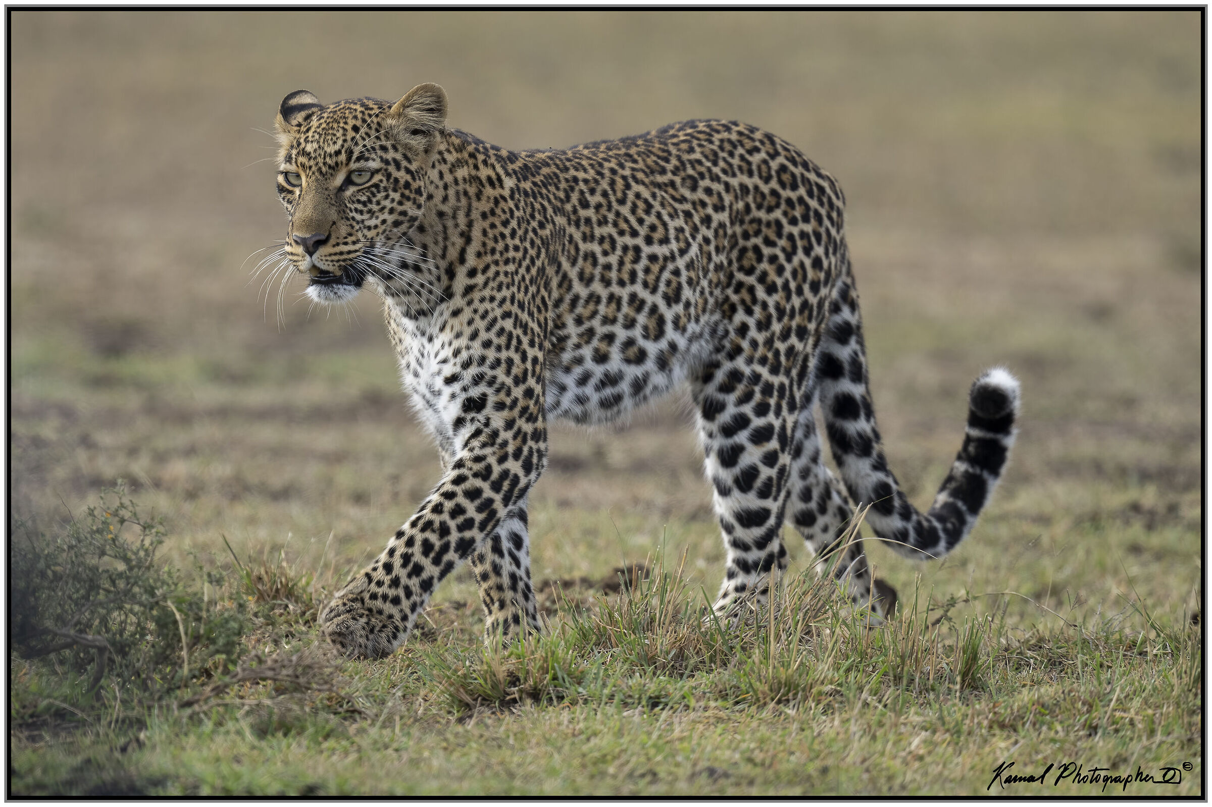 Panthera pardus